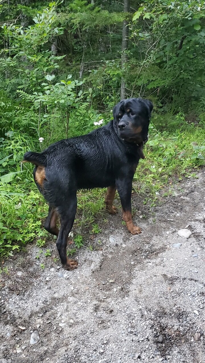 Huge Male Rottie image 1