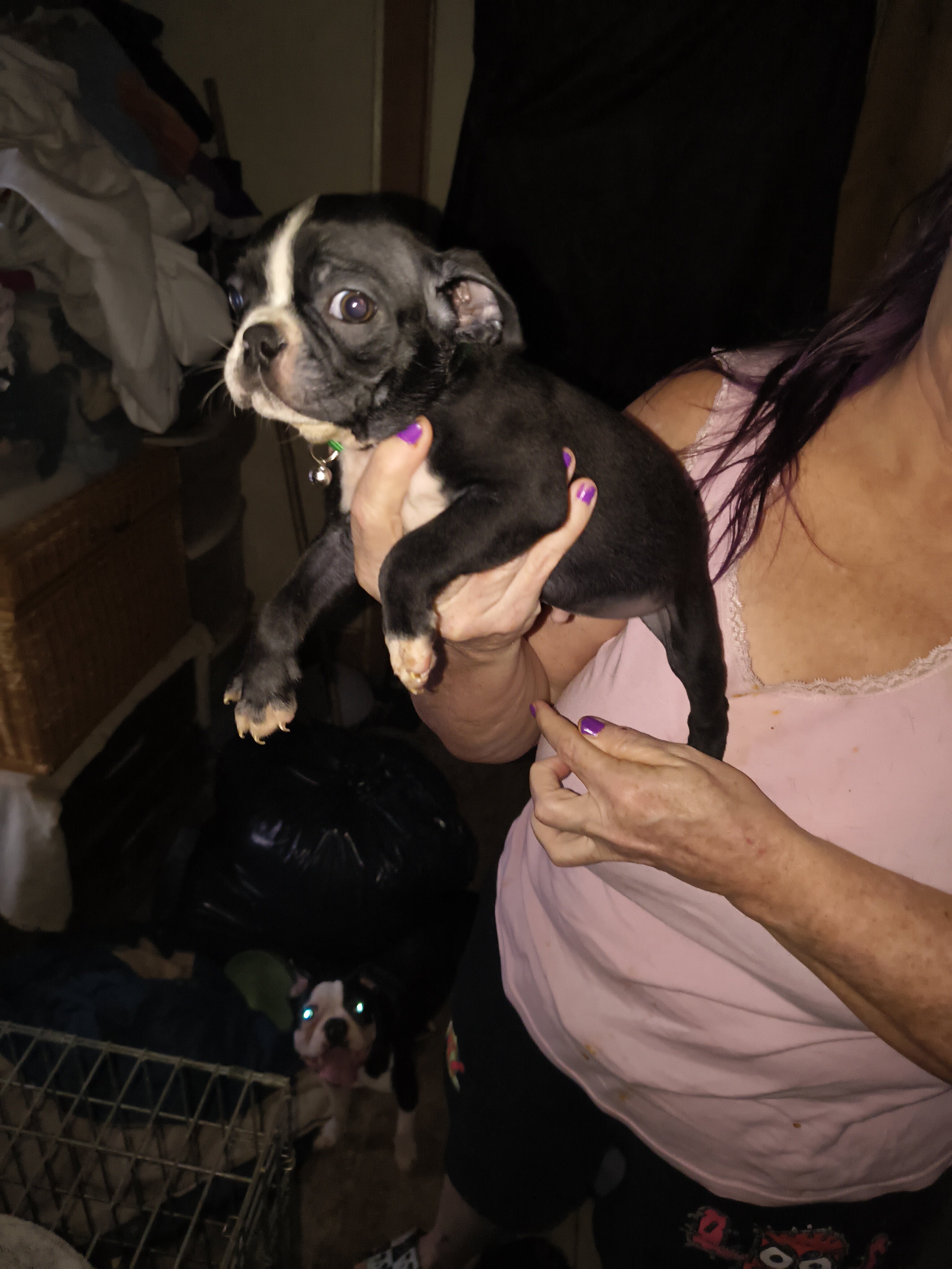 Boston terrier puppy image 1