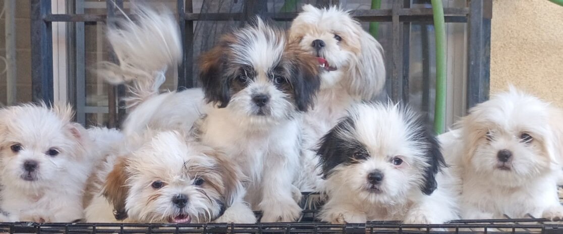 Puppies image 1