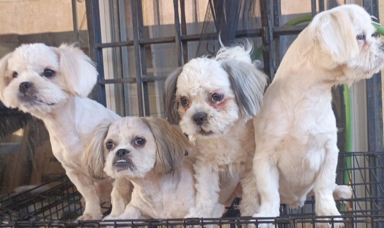 Puppies image 2