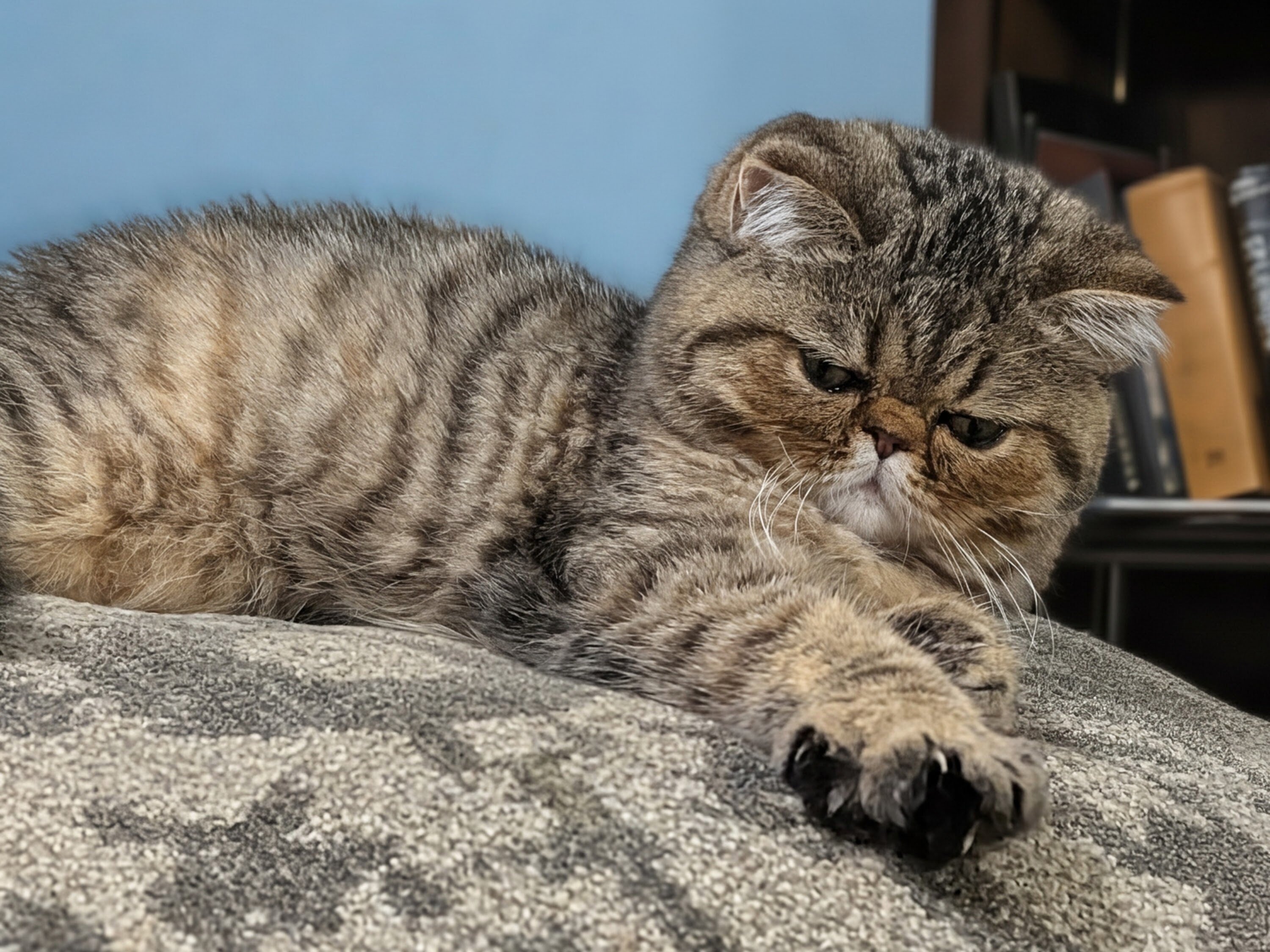 Purrrrfect Exotic Persian Kittens image 8