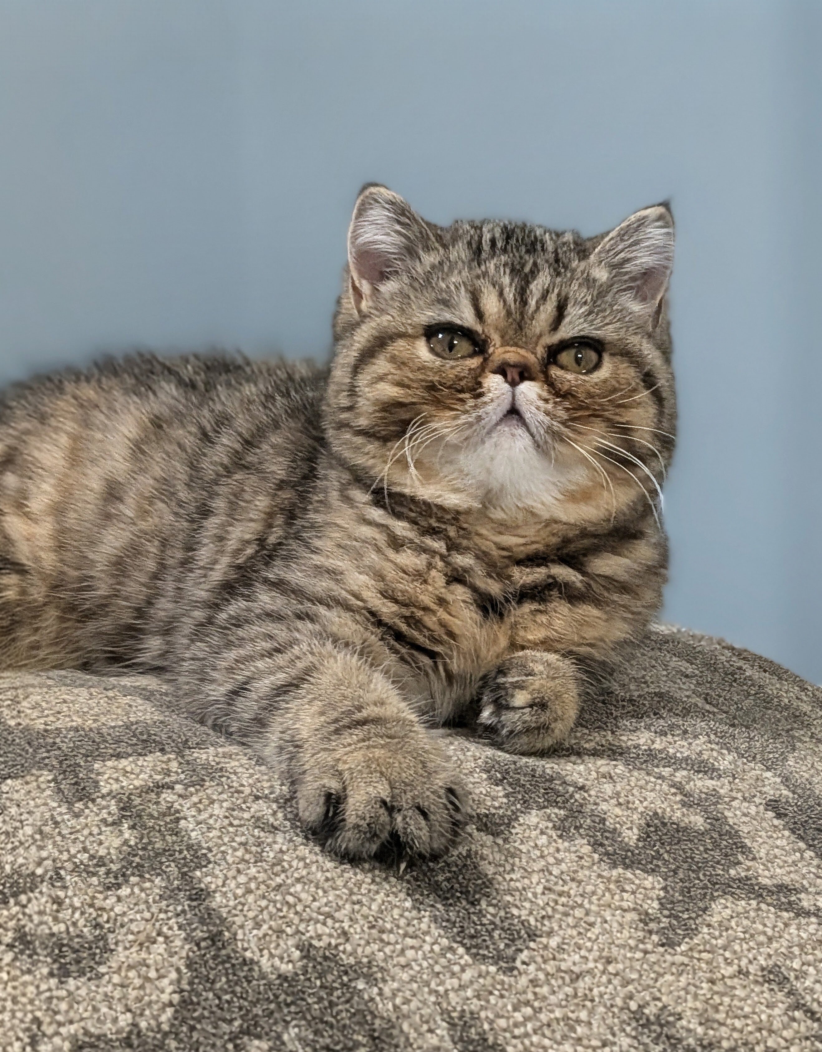 Purrrrfect Exotic Persian Kittens image 2