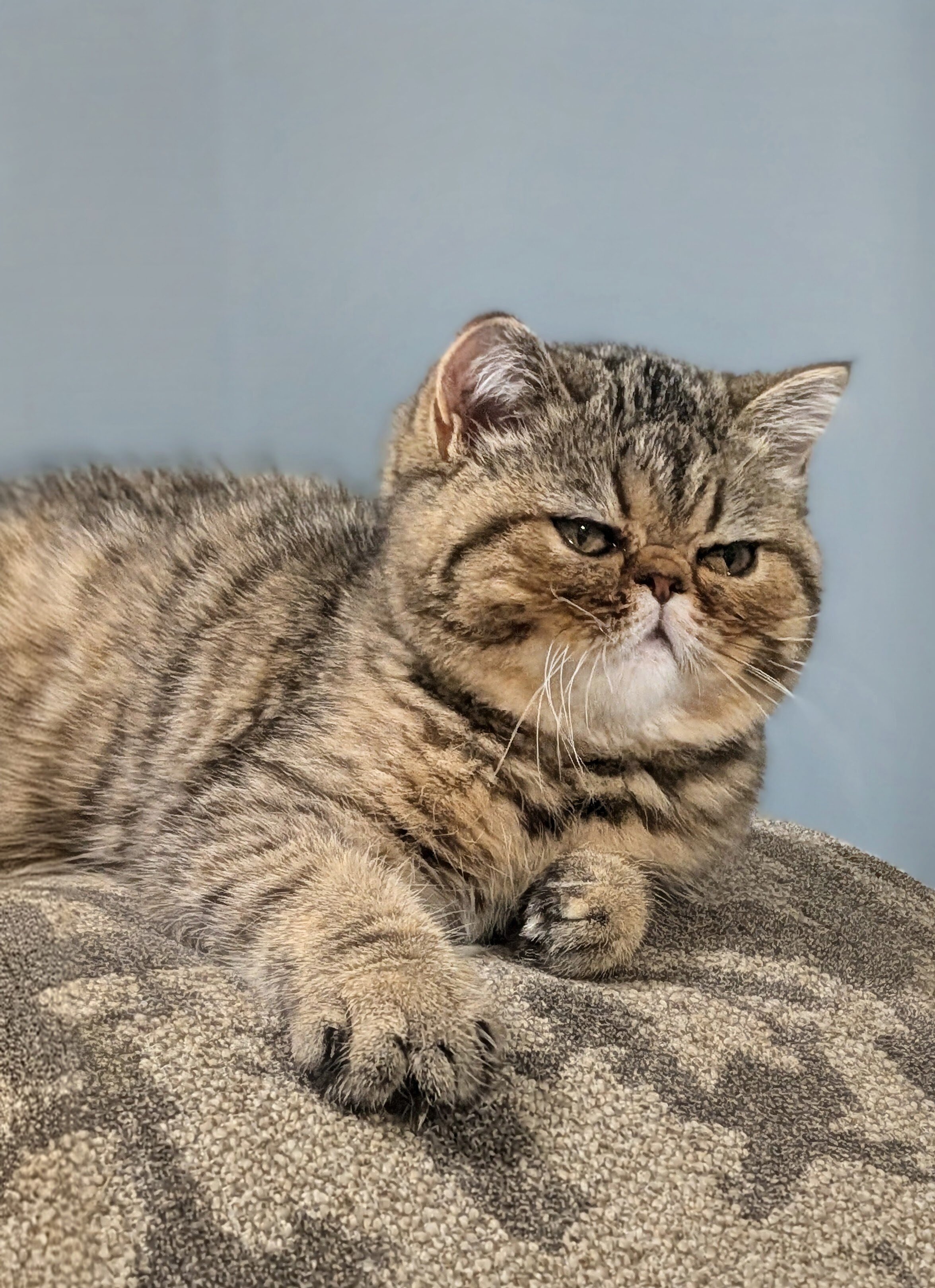 Purrrrfect Exotic Persian Kittens image 1