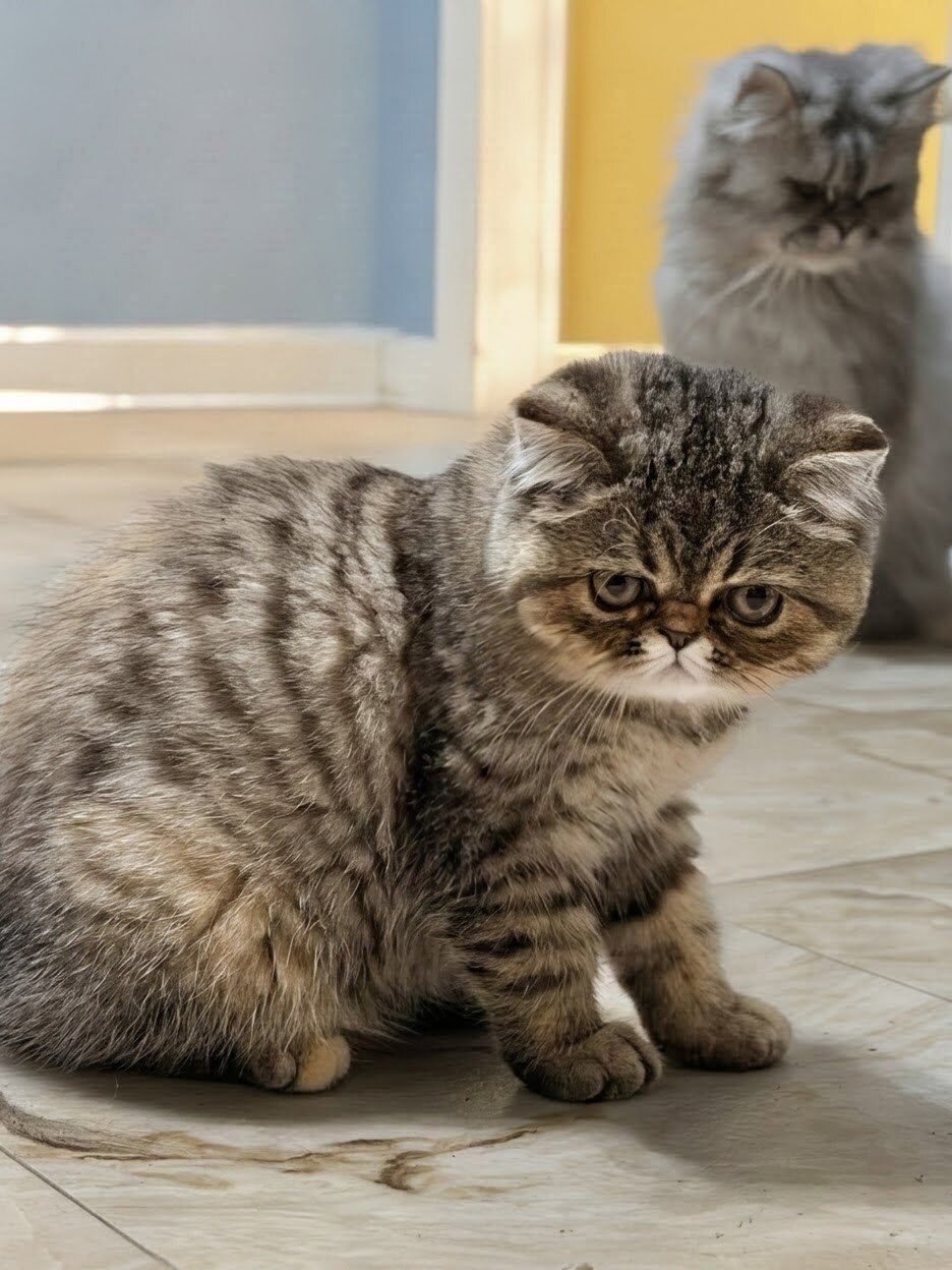 Purrrrfect Exotic Persian Kittens image 6