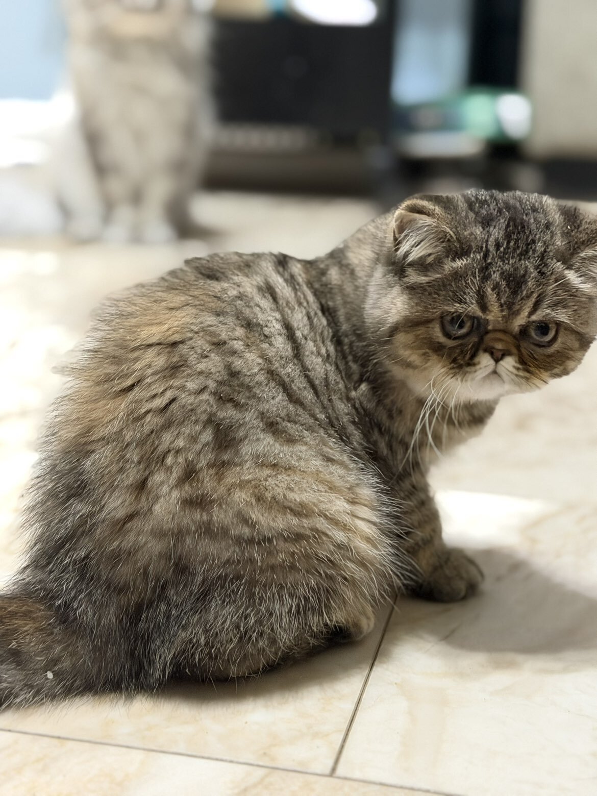 Purrrrfect Exotic Persian Kittens image 5