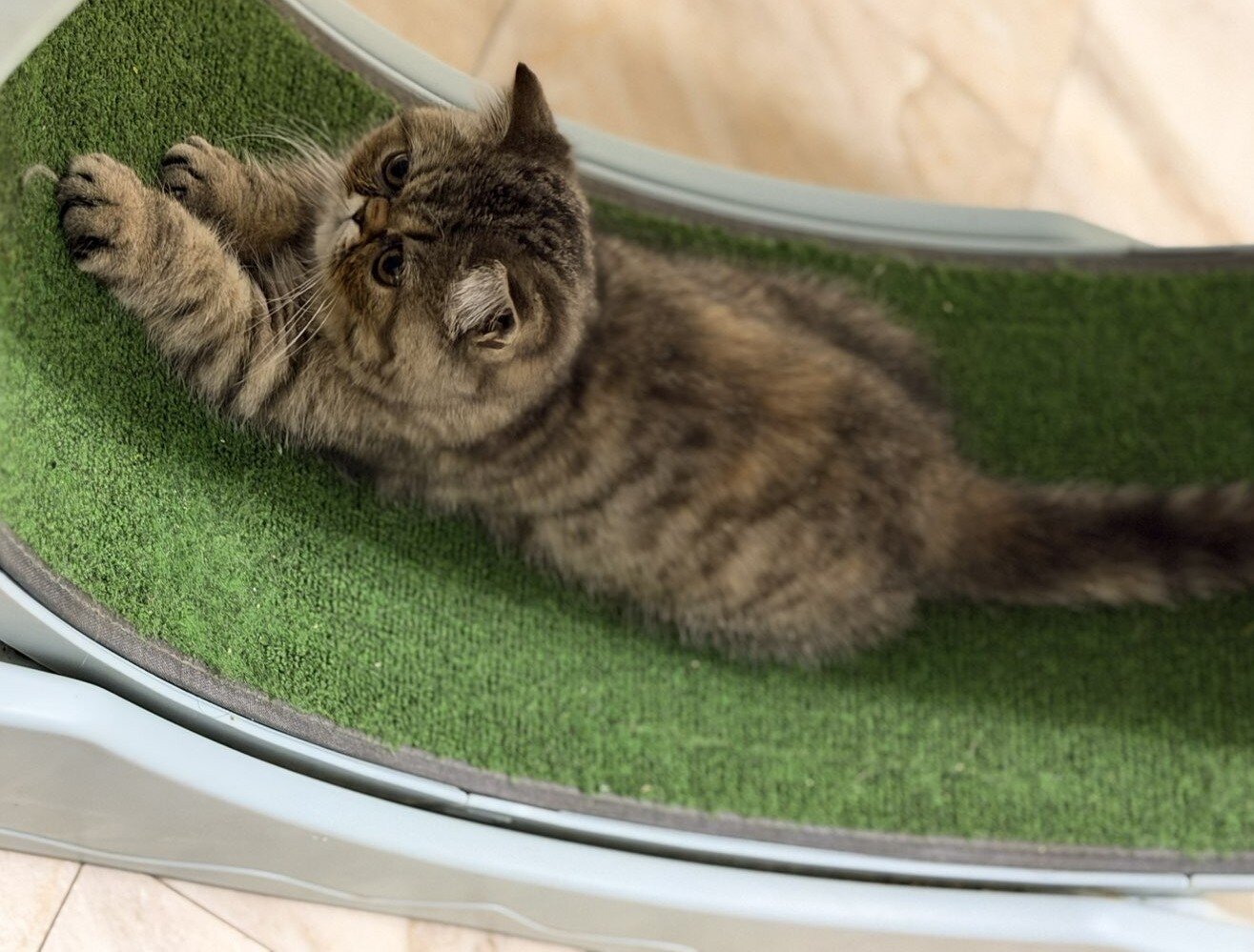 Purrrrfect Exotic Persian Kittens image 4