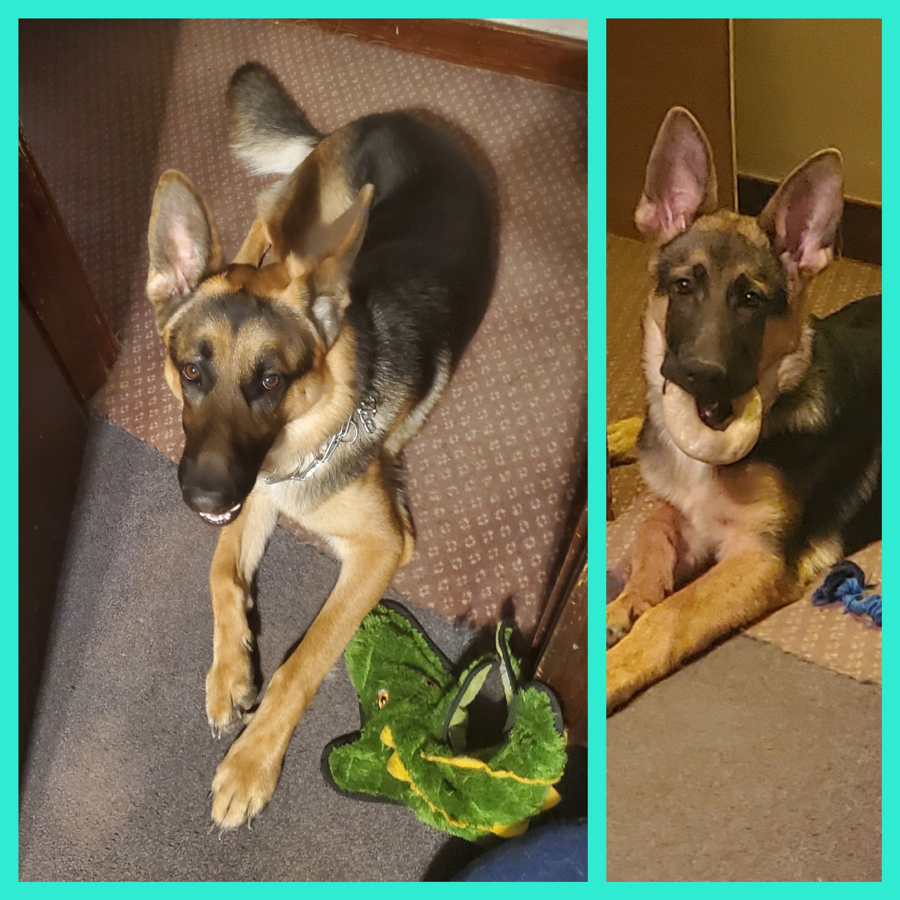 German Shepherd Puppy image 6