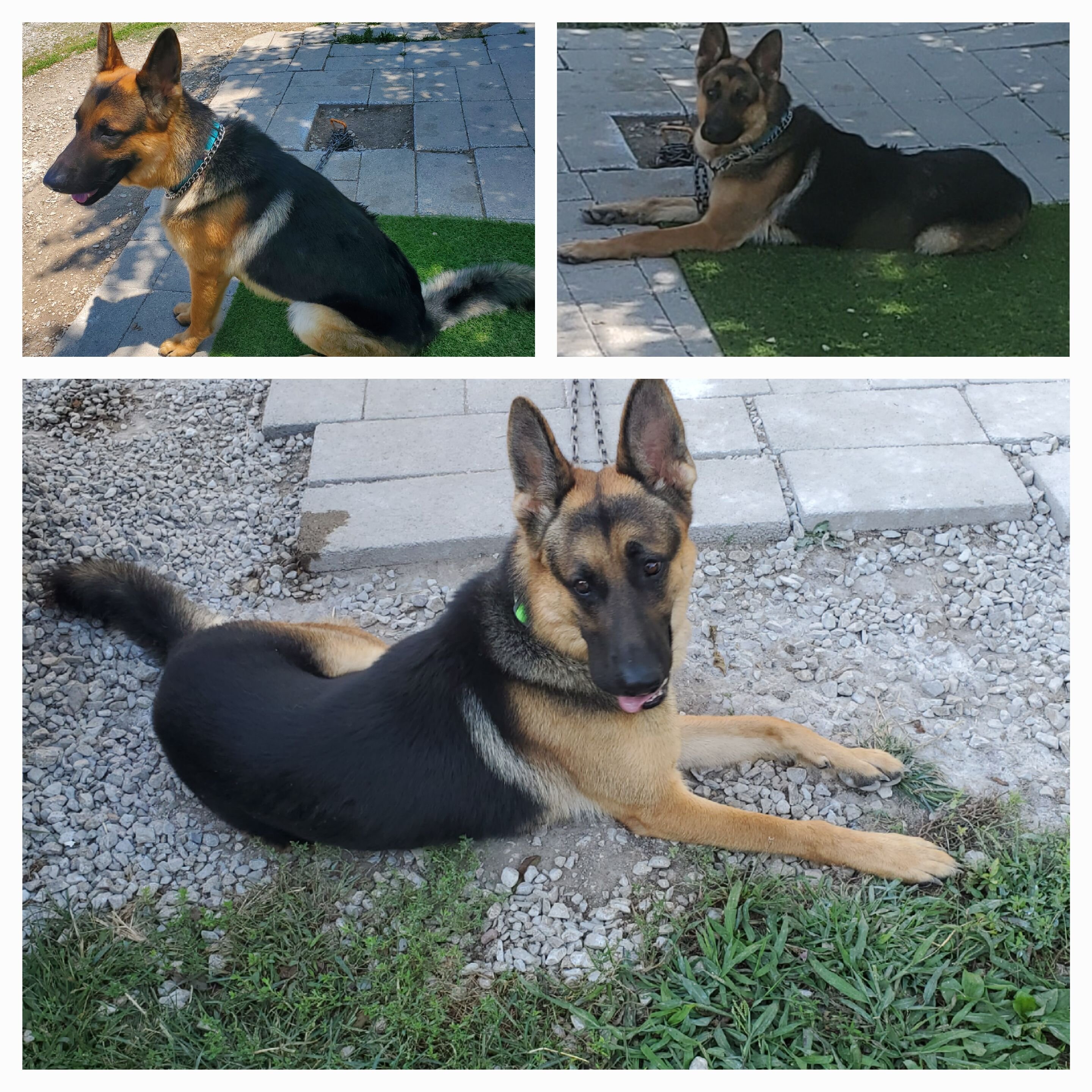 German Shepherd Puppy image 8