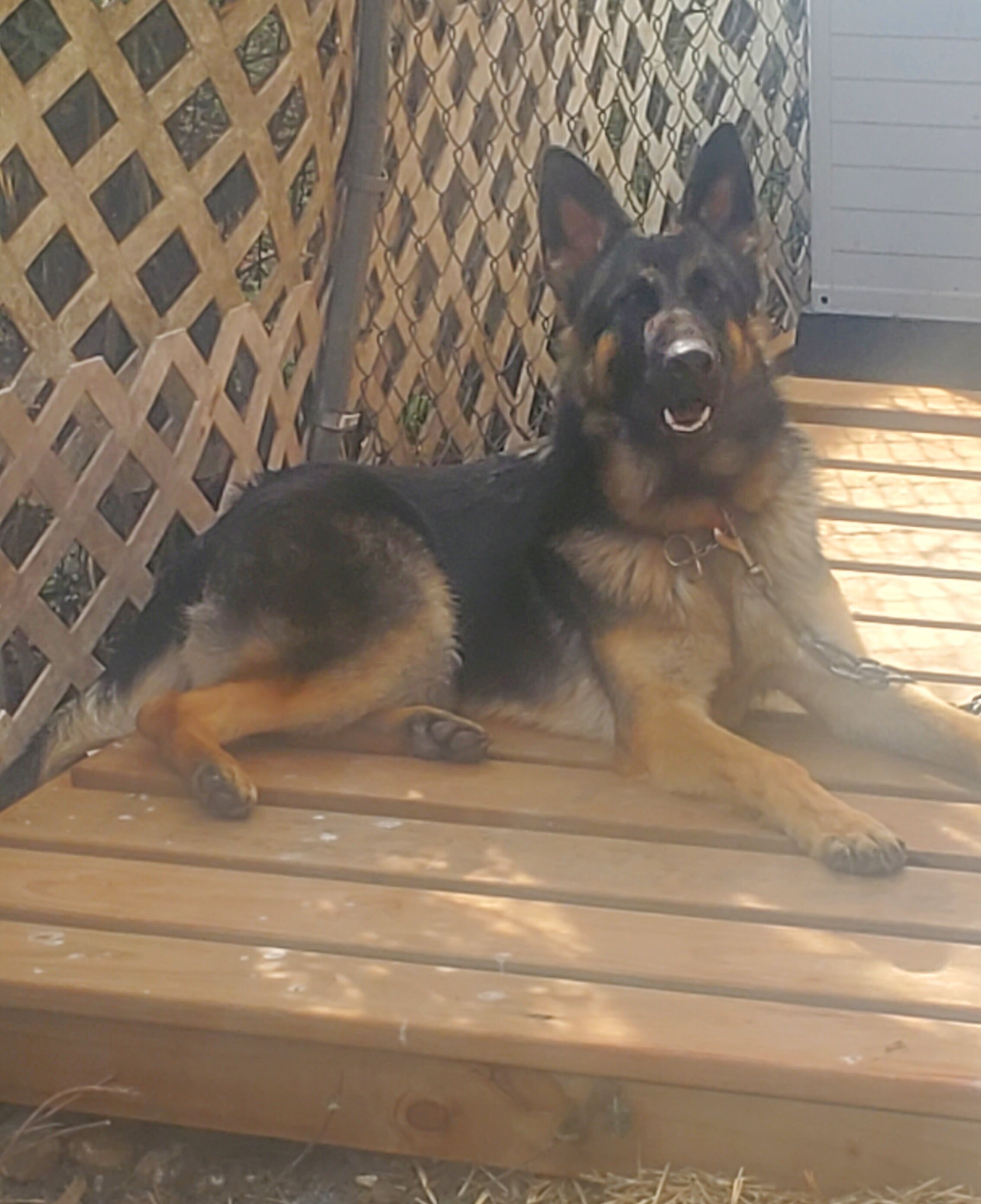 German Shepherd Puppy image 9