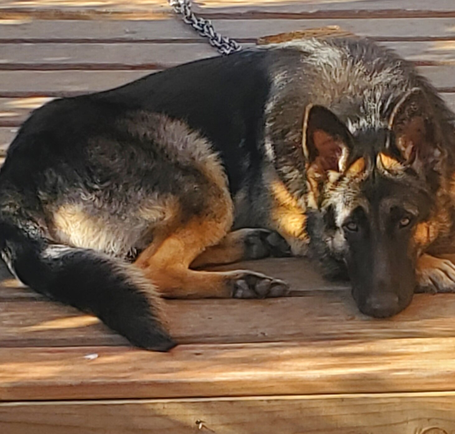 German Shepherd Puppy image 7