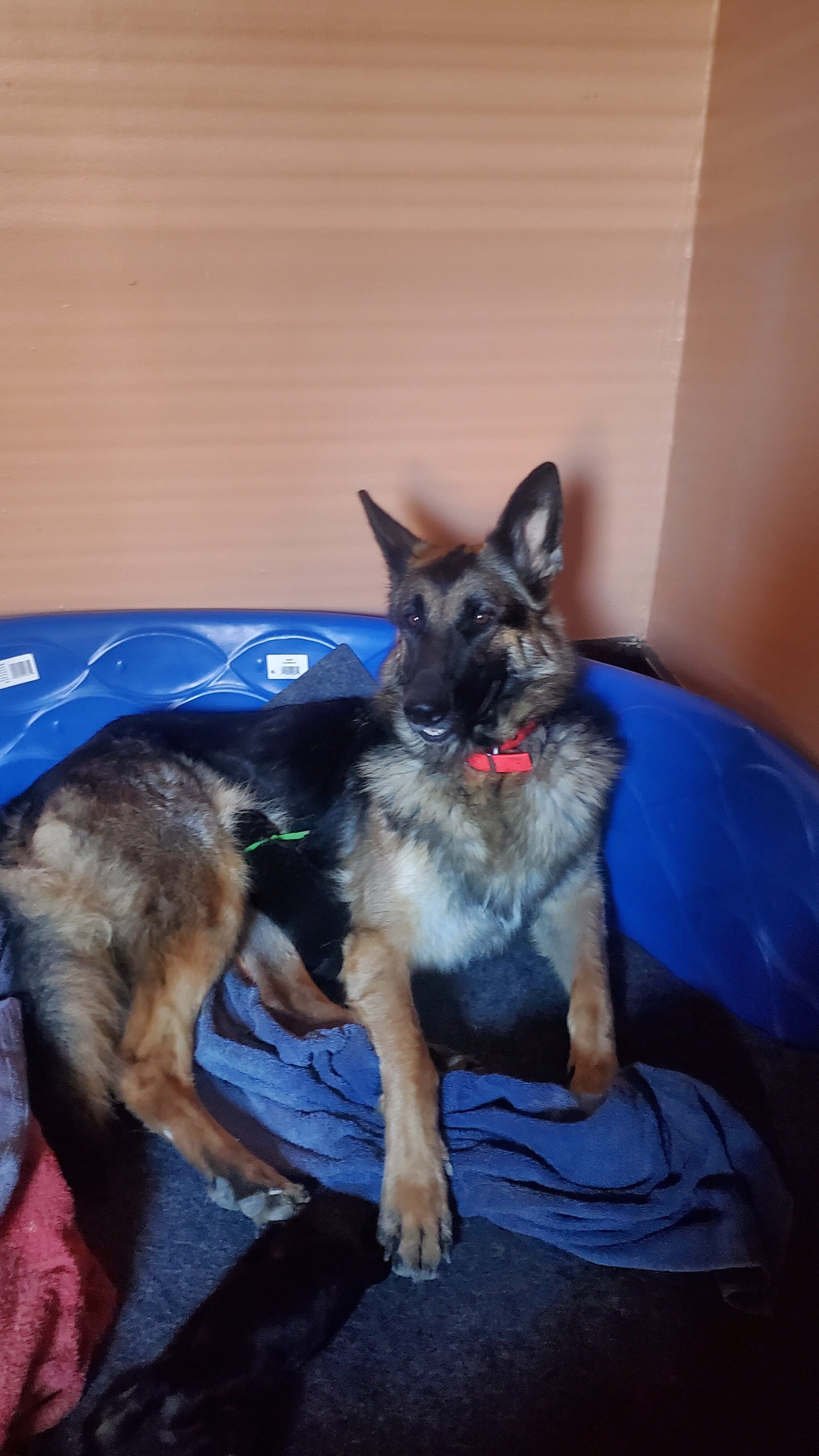 German Shepherd Puppy image 5