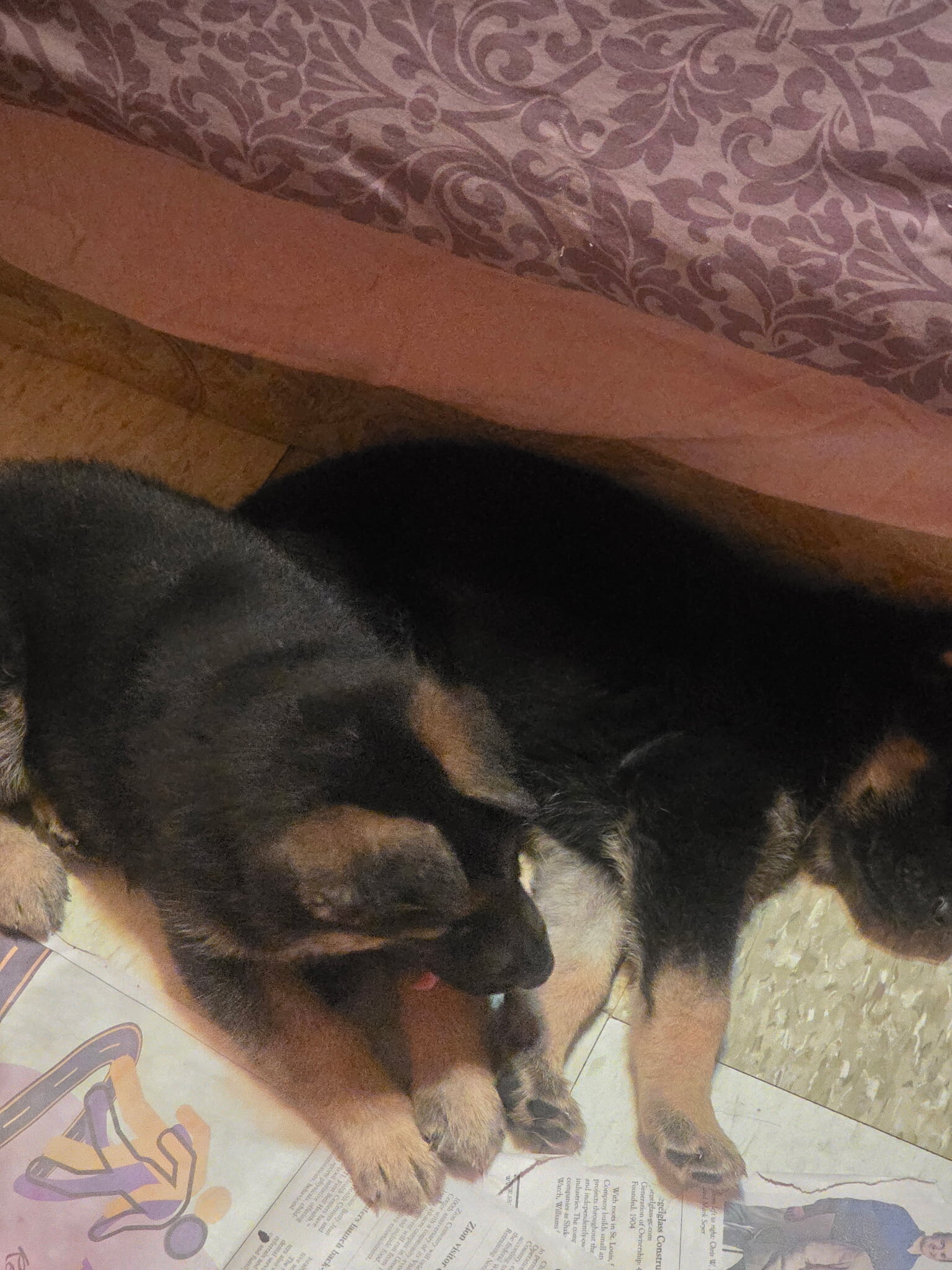 German Shepherd Puppy image 4