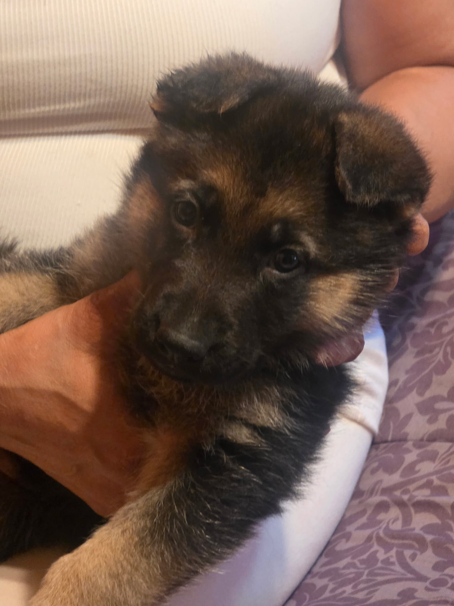 German Shepherd Puppy image 3