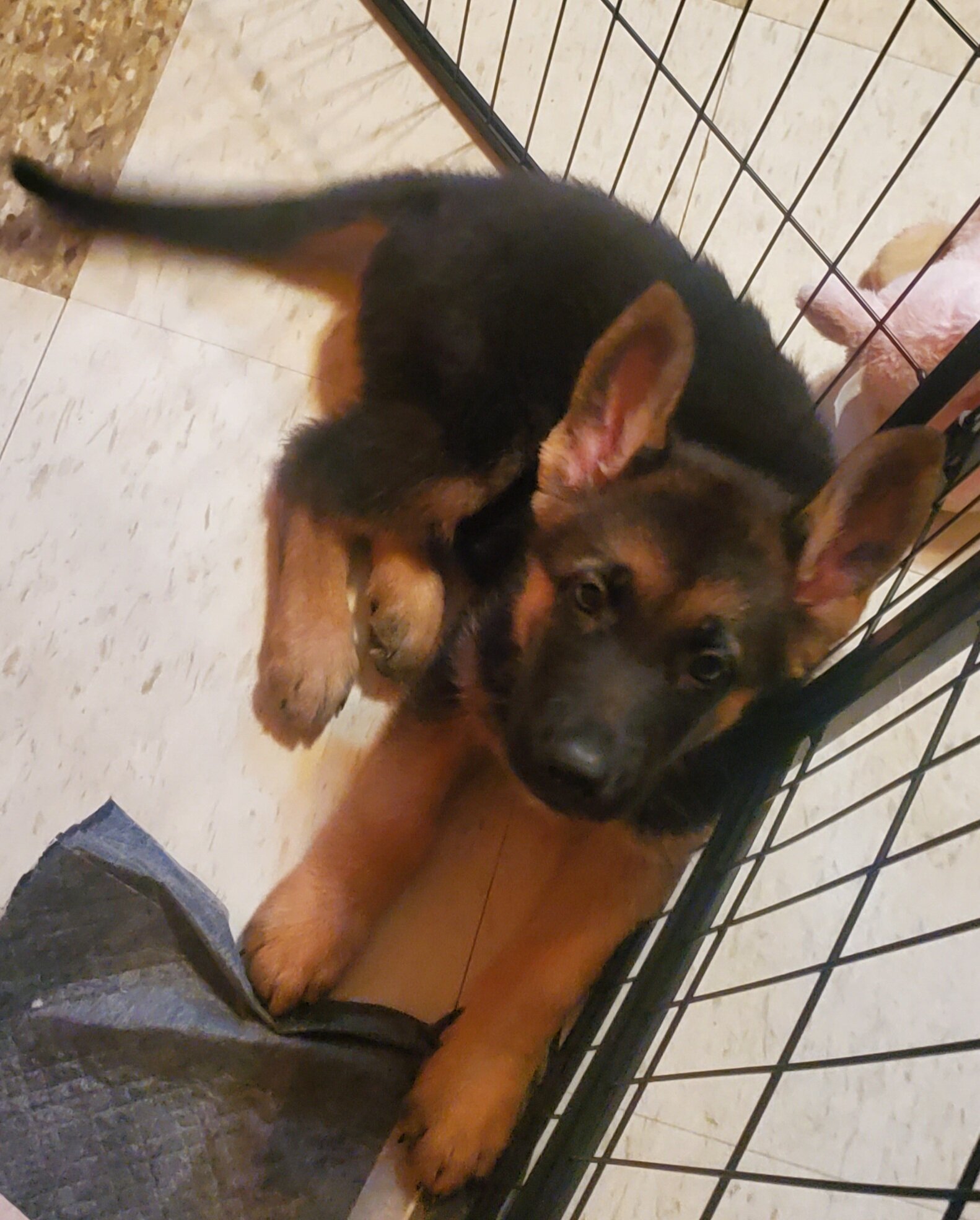 German Shepherd Puppy image 1