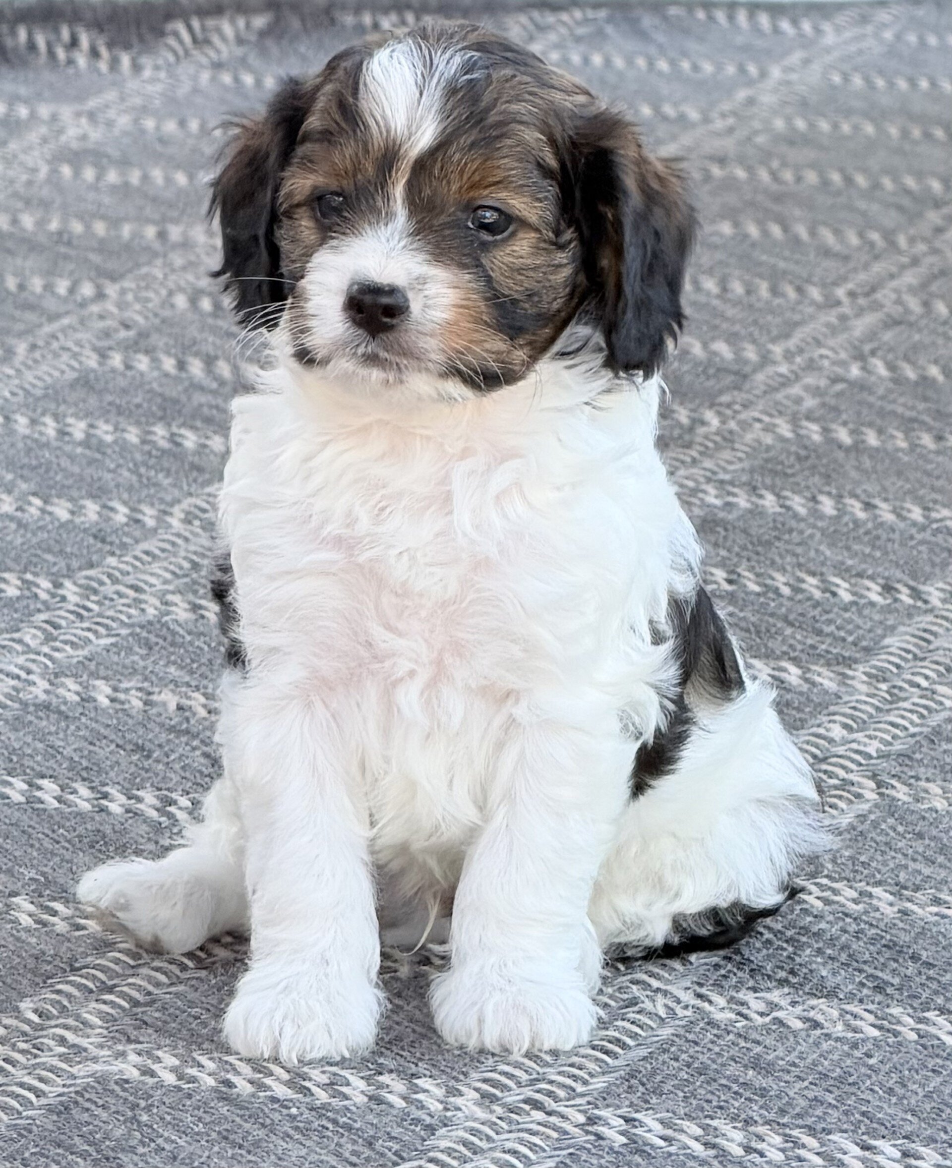 Monty Male Cavapoo image 8