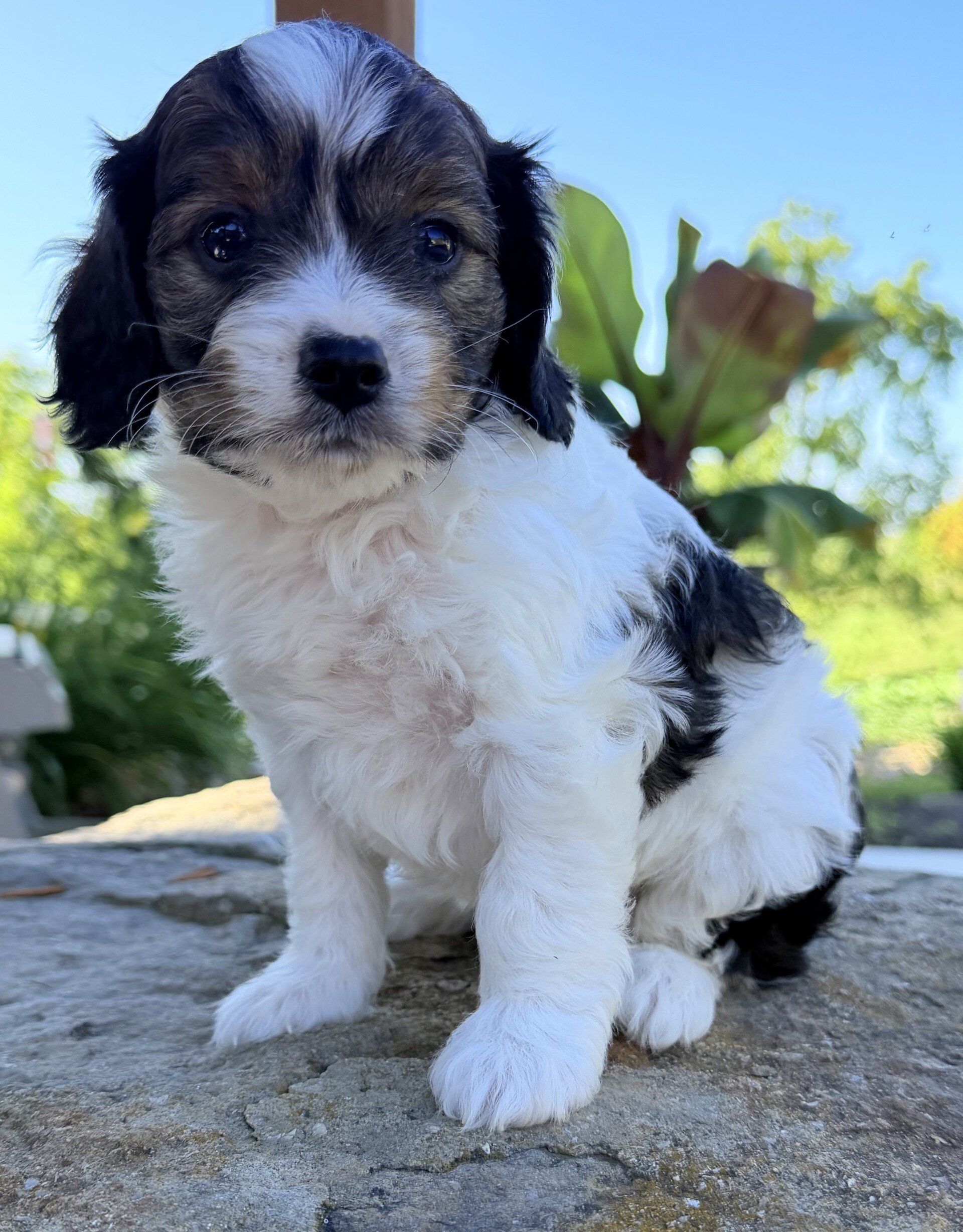 Monty Male Cavapoo image 3