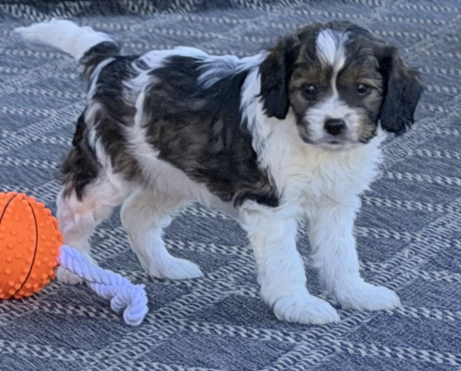 Monty Male Cavapoo image 9