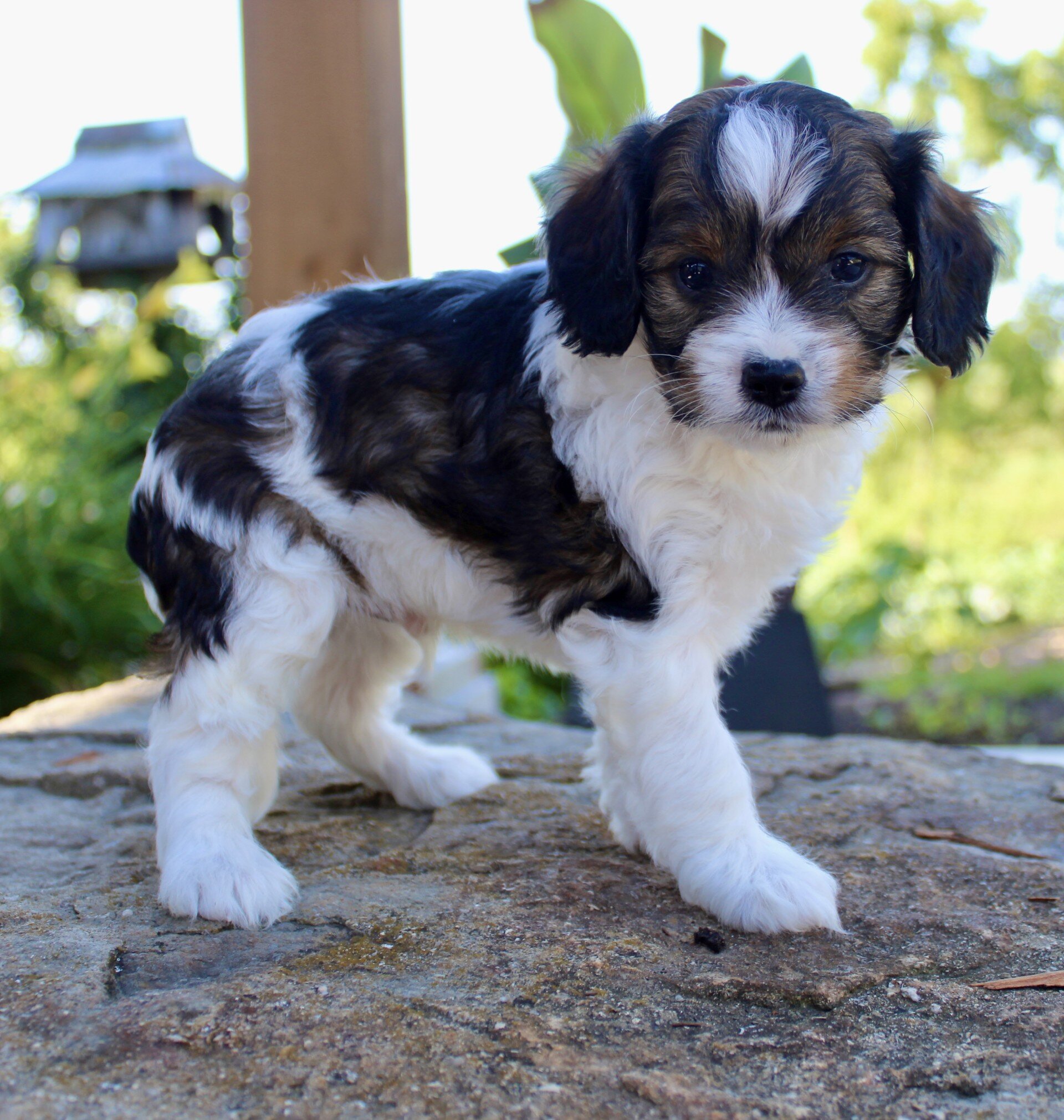Monty Male Cavapoo image 7