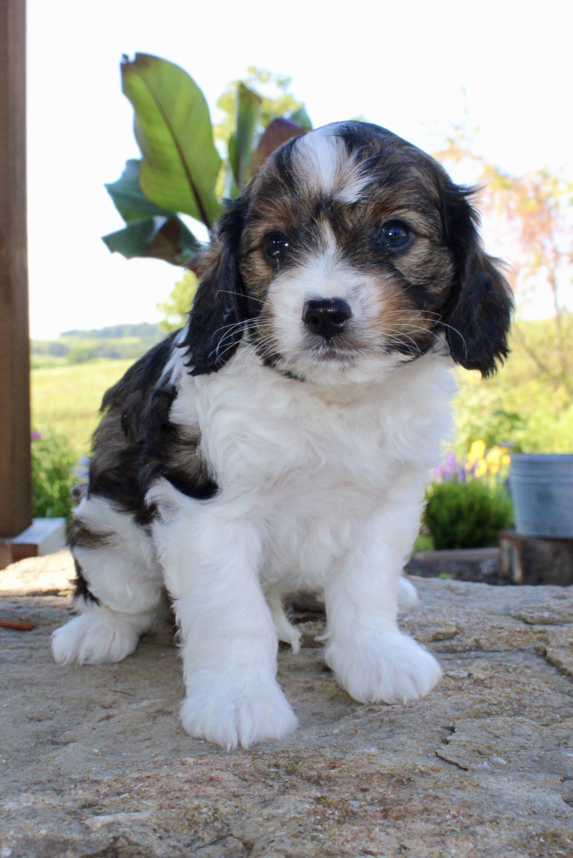 Monty Male Cavapoo image 2