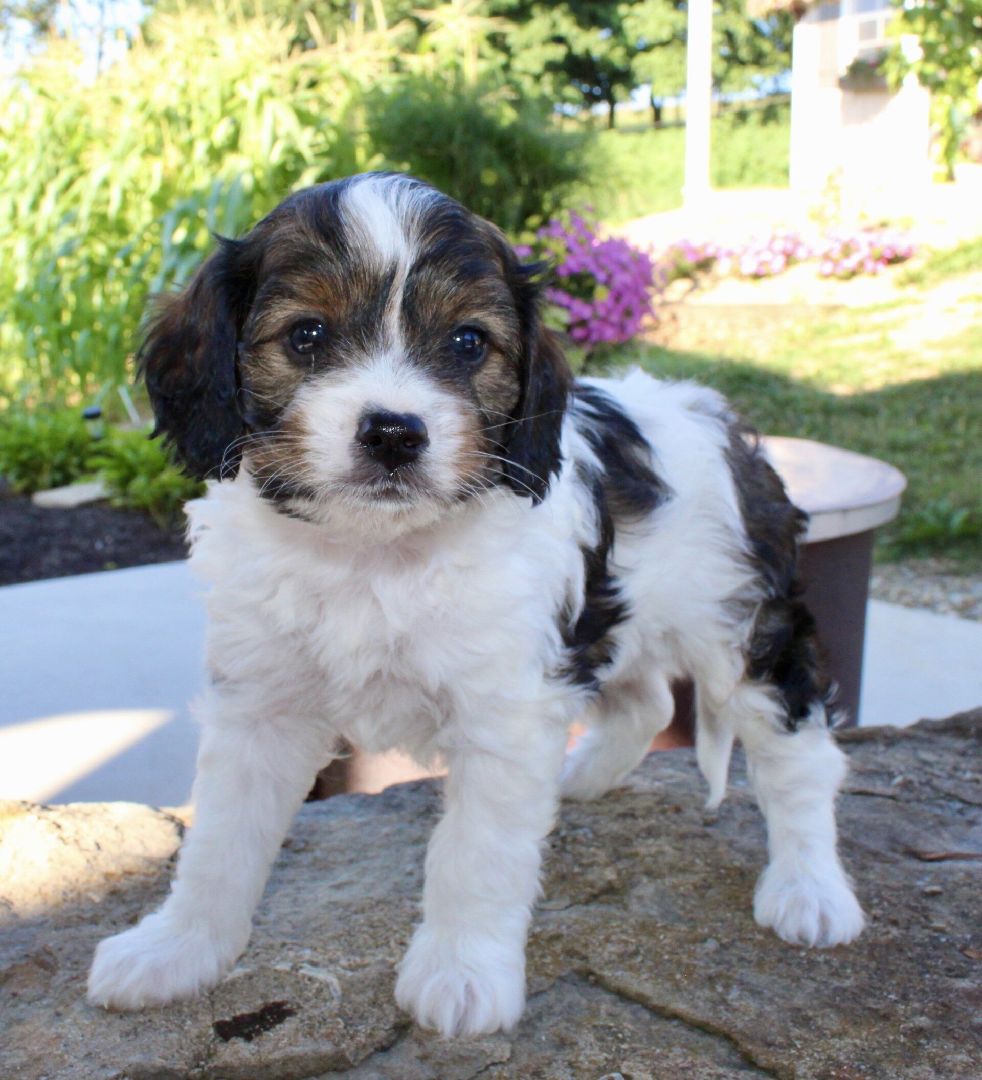 Monty Male Cavapoo image 6