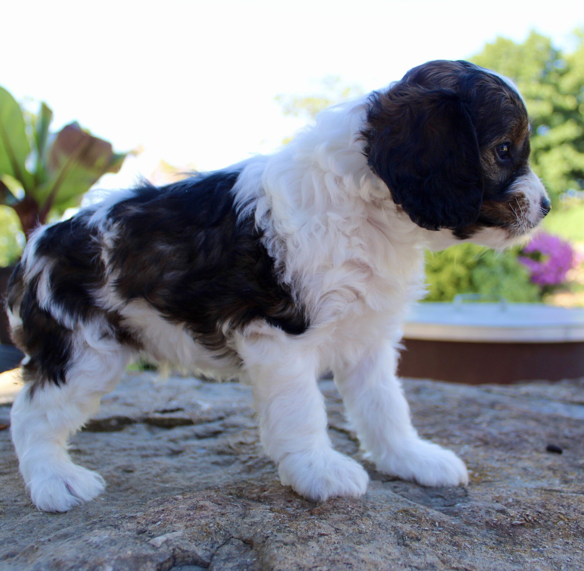 Monty Male Cavapoo image 5