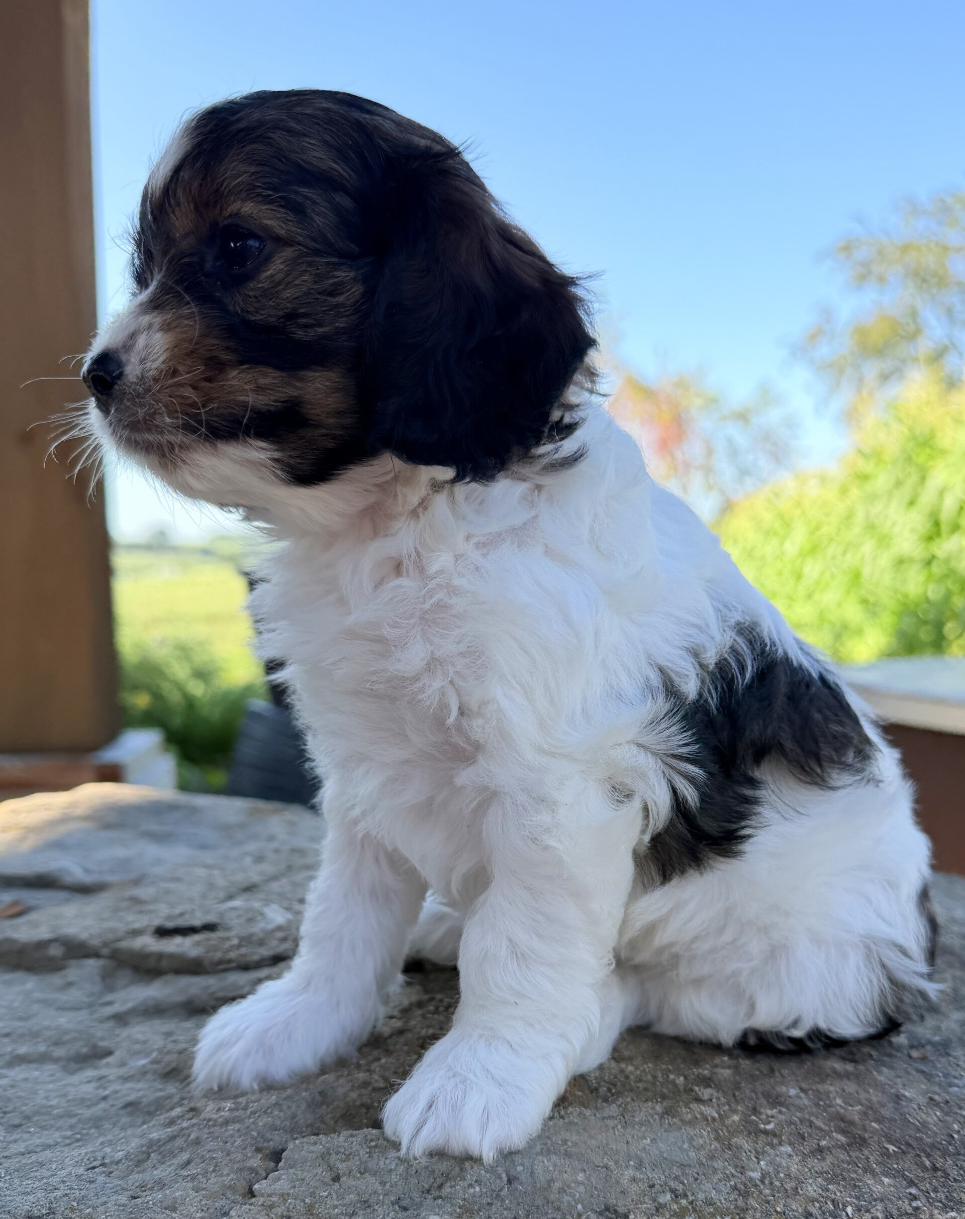 Monty Male Cavapoo image 4