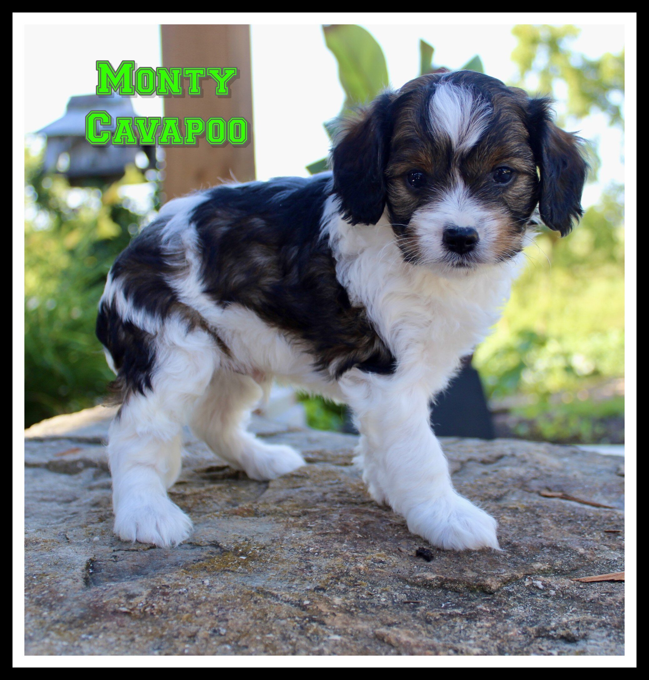 Monty Male Cavapoo image 1