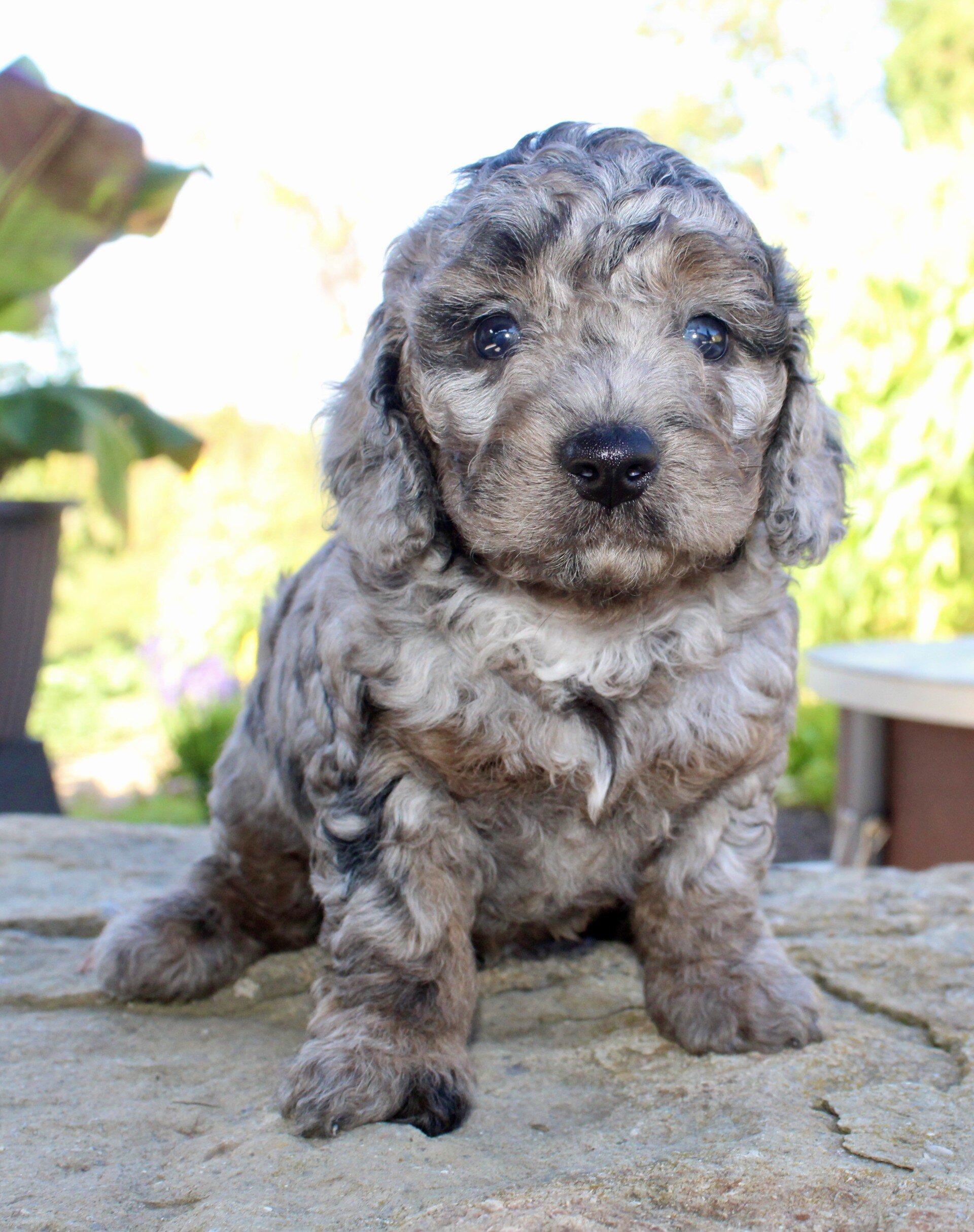 Mikey Male Cavapoo image 2