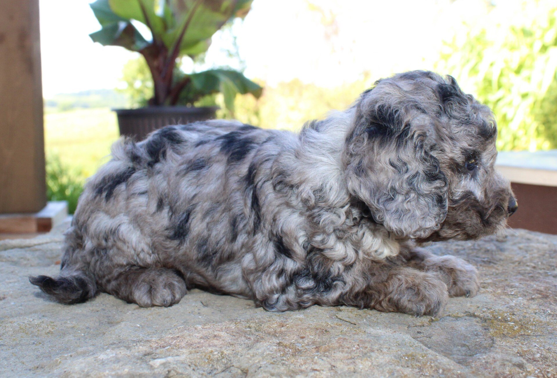 Mikey Male Cavapoo image 6