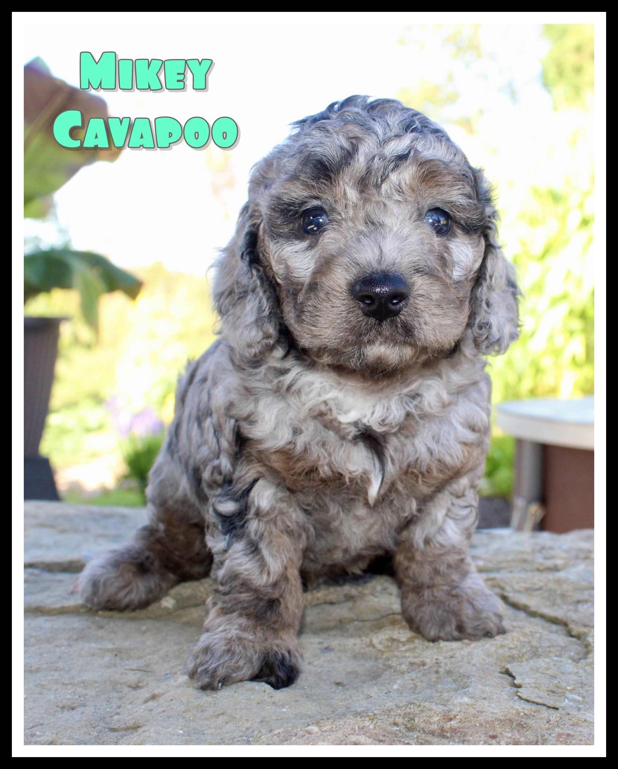 Mikey Male Cavapoo image 1