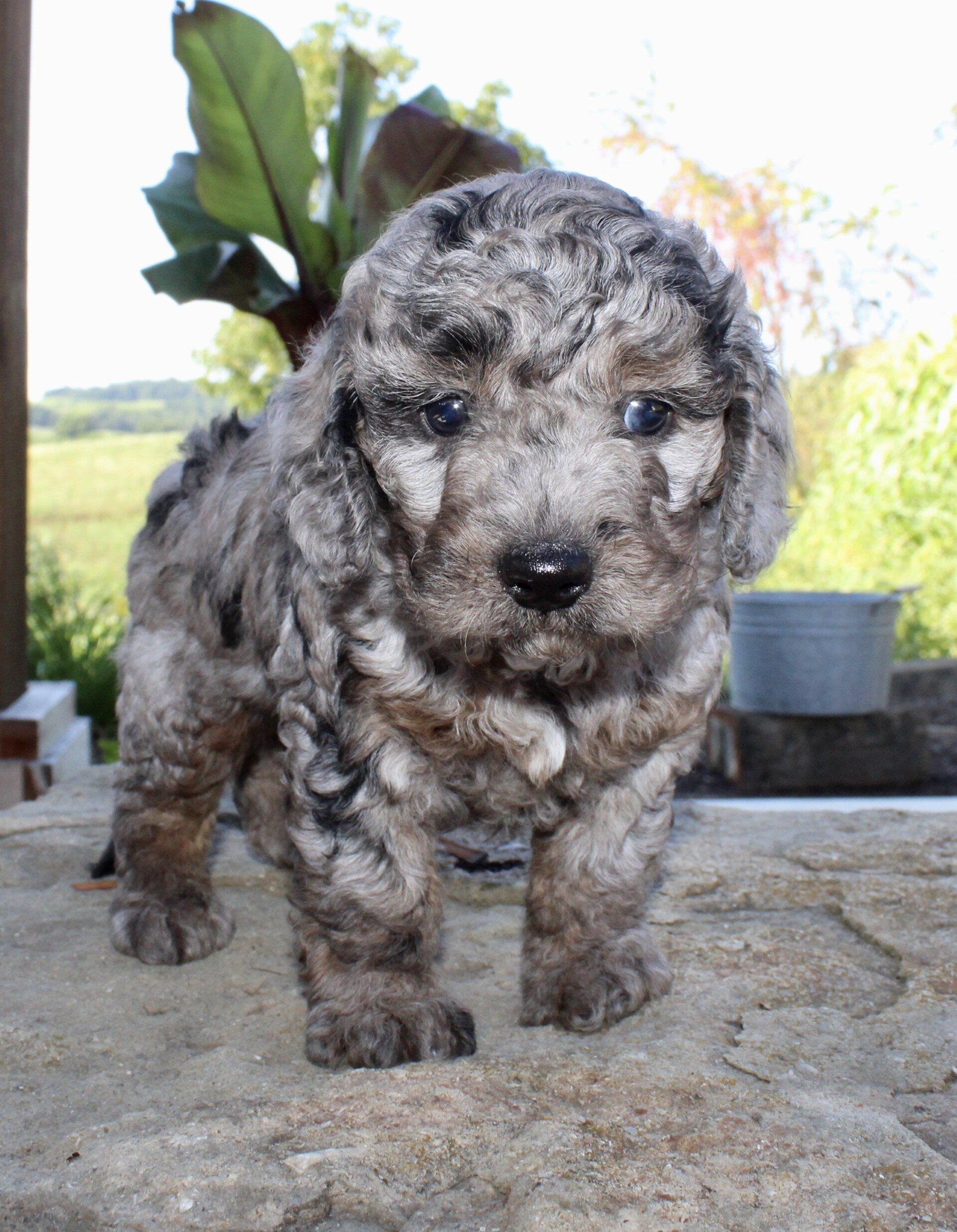 Mikey Male Cavapoo image 3