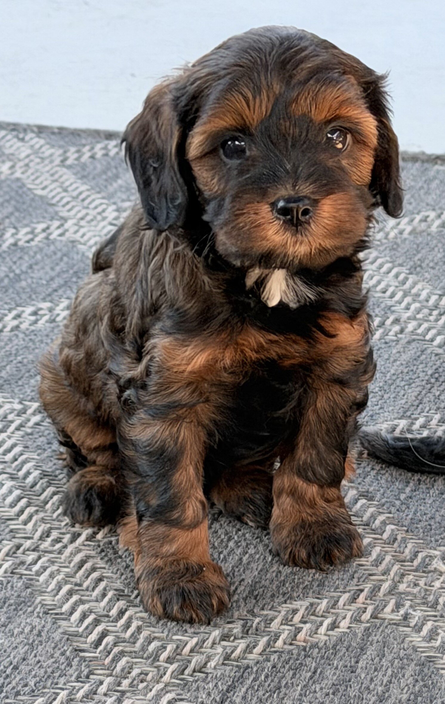 Maxx Male Cavapoo image 5