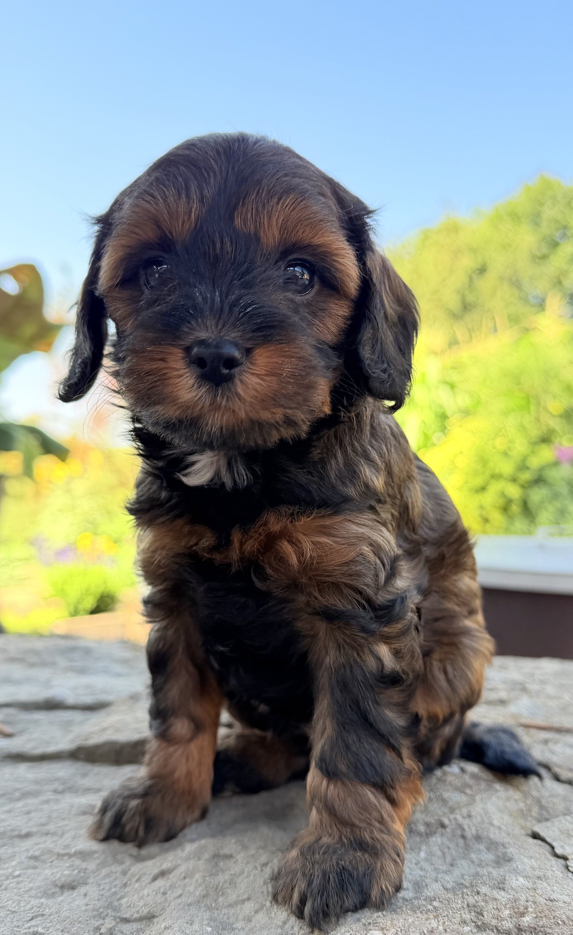 Maxx Male Cavapoo image 3