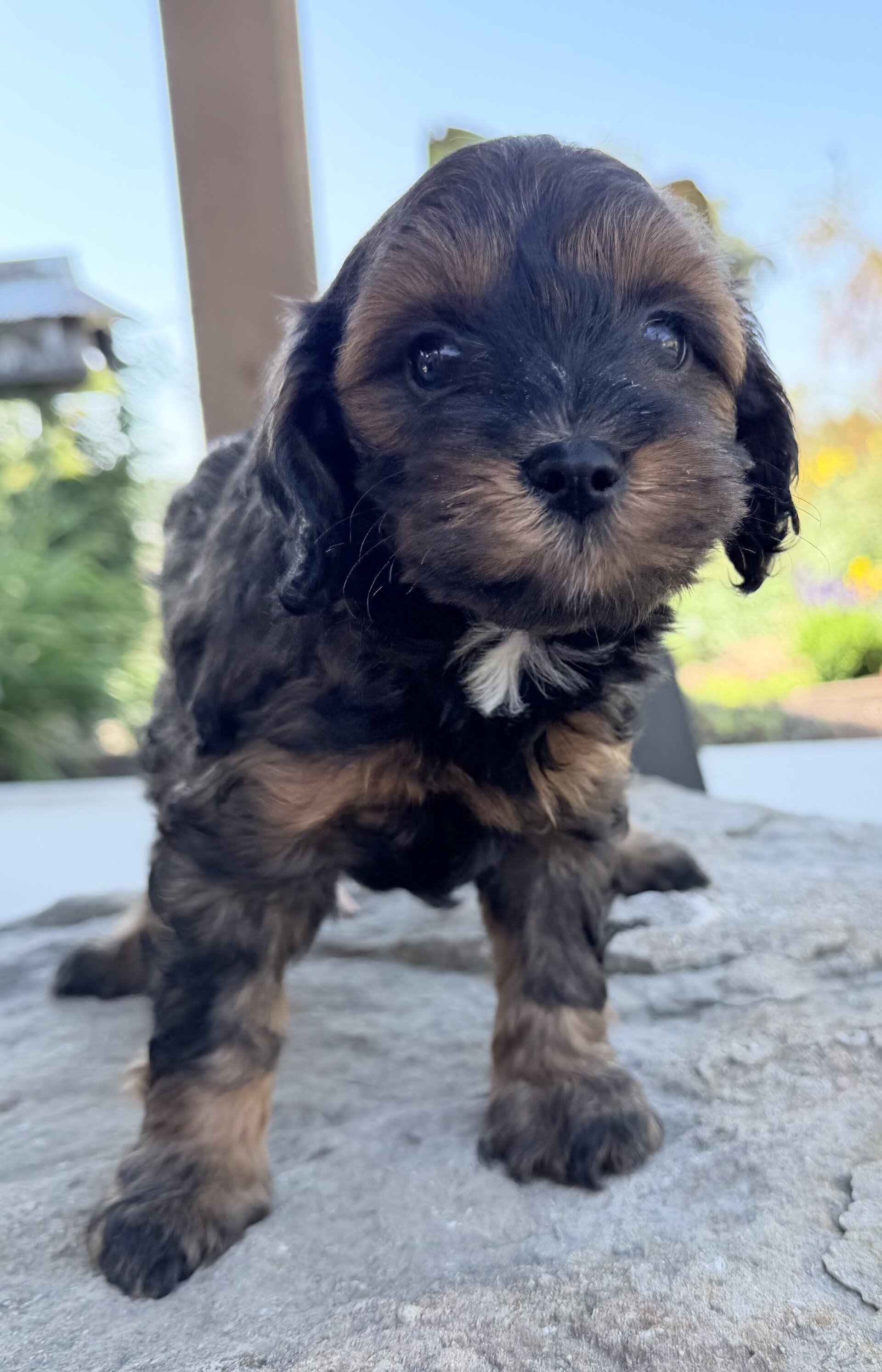 Maxx Male Cavapoo image 4