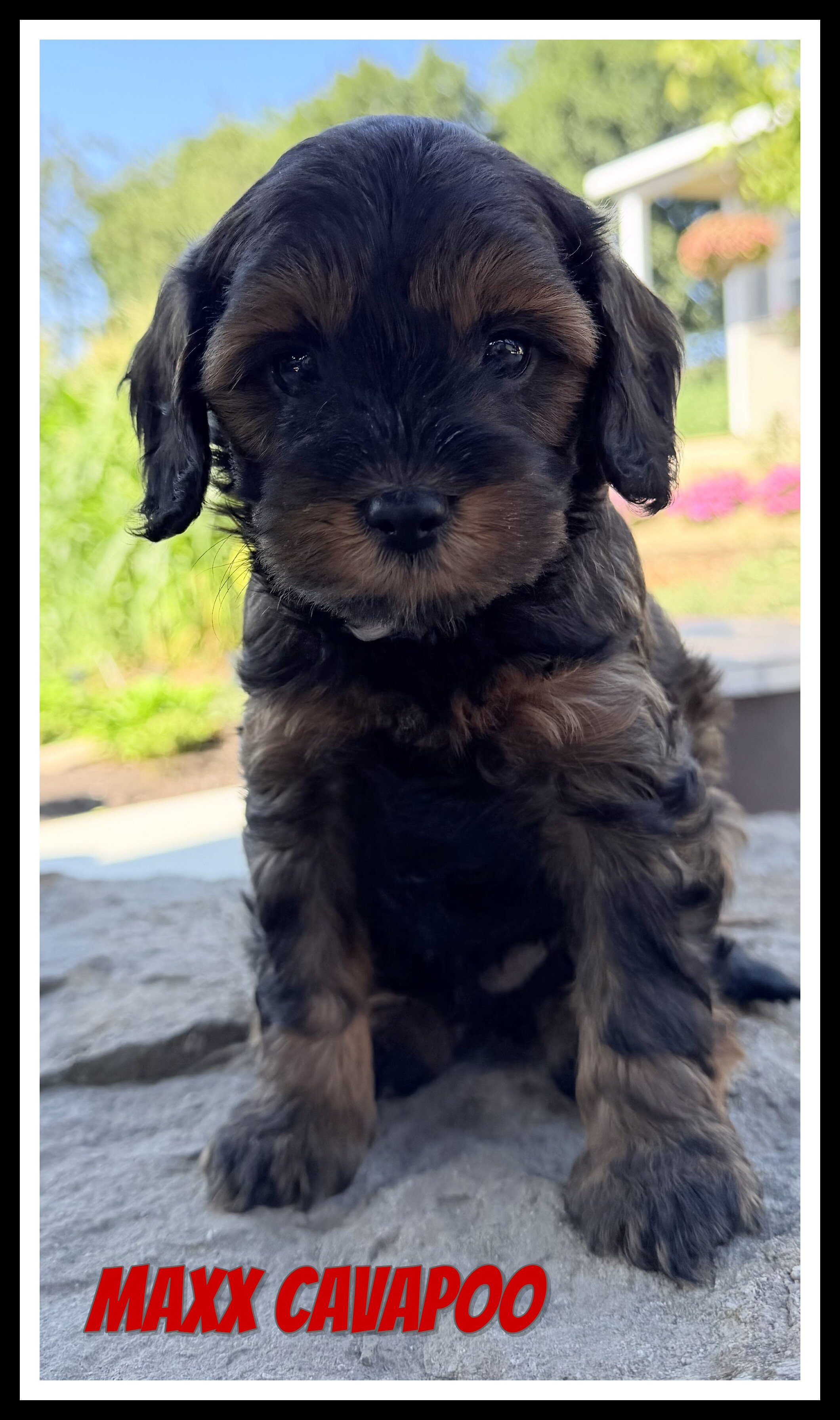 Maxx Male Cavapoo image 1
