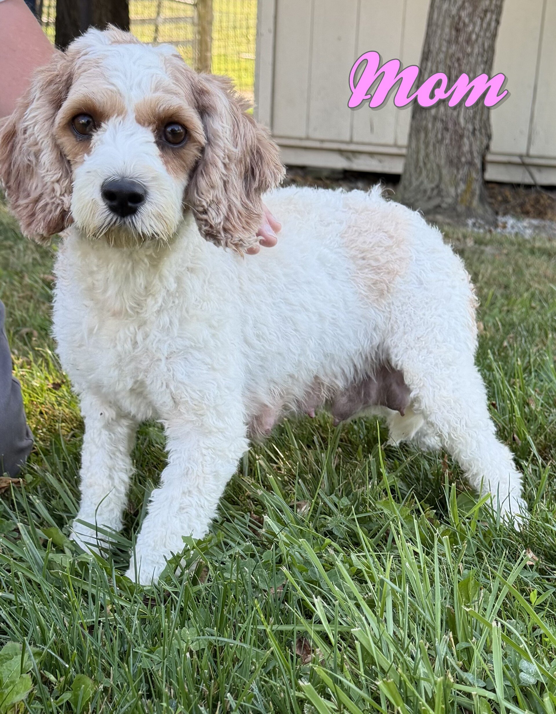 Maxx Male Cavapoo image 7