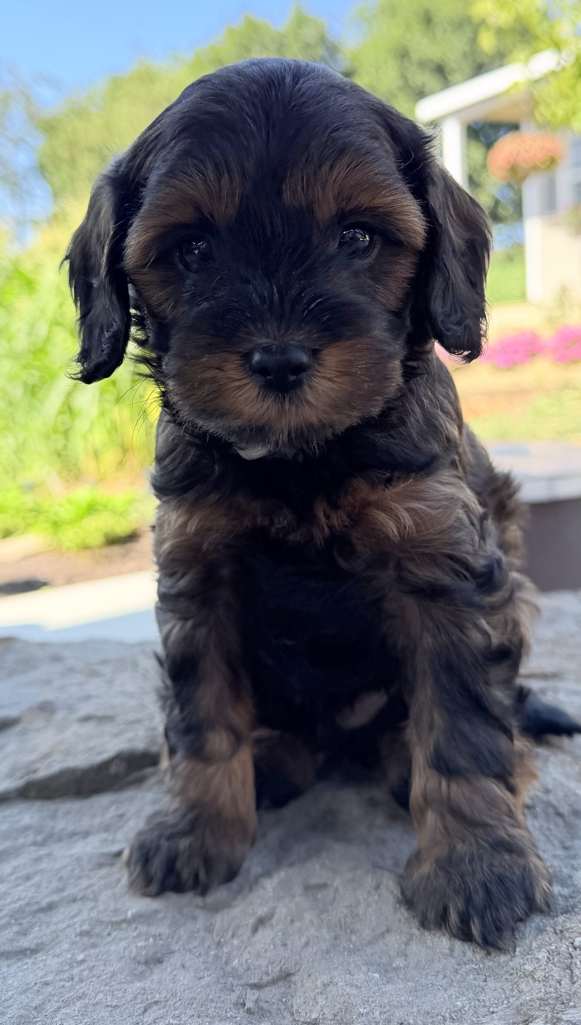 Maxx Male Cavapoo image 2