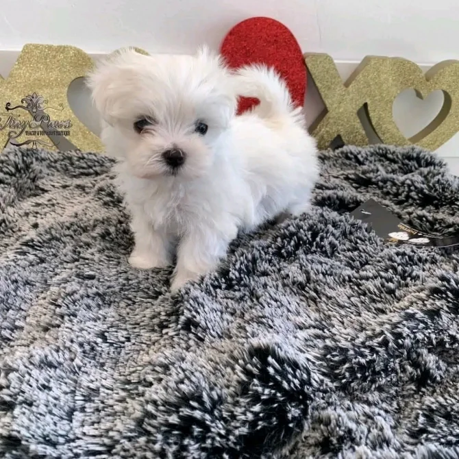 Teacup Maltese Puppies image 1