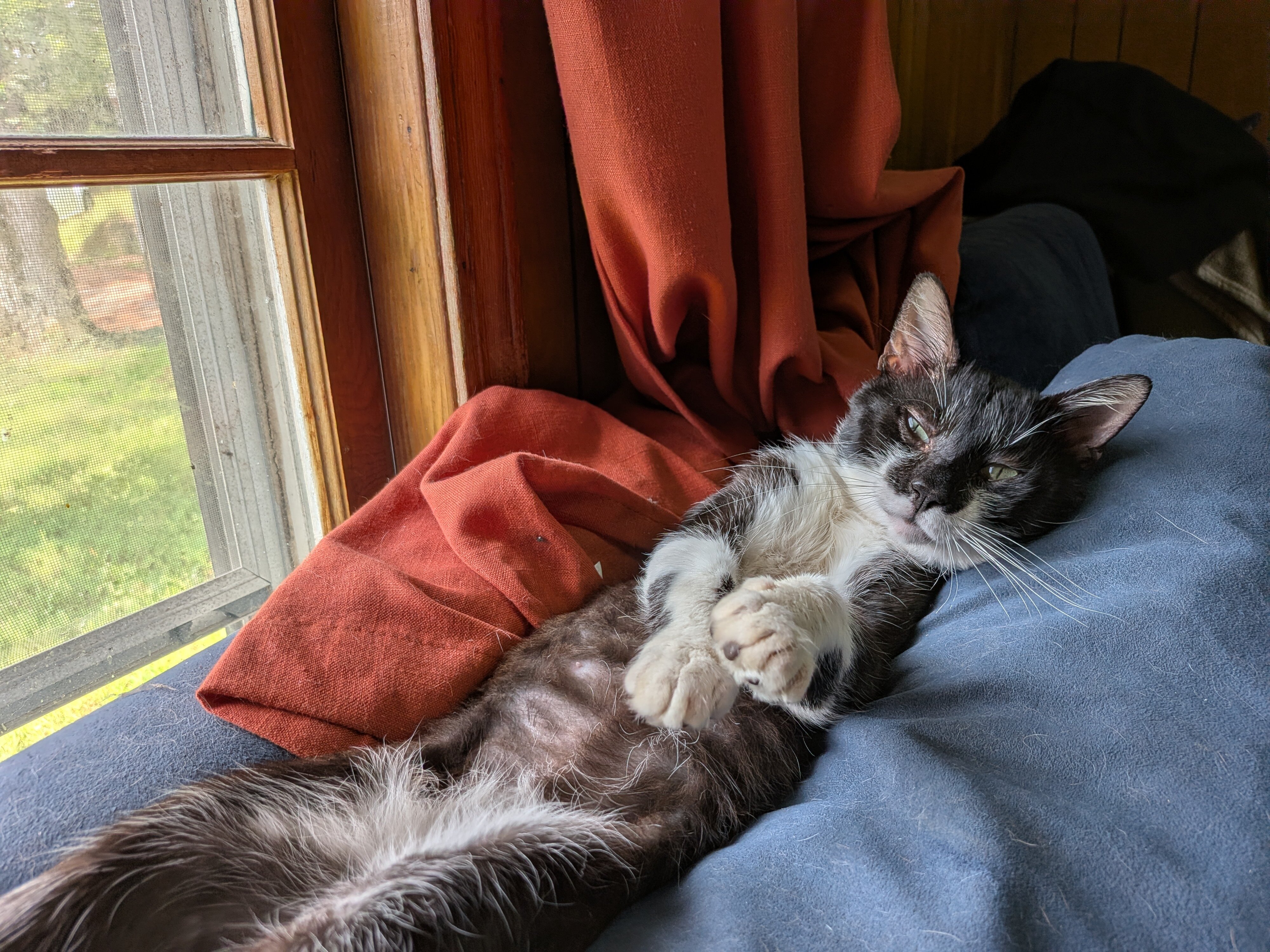 Cat image 1