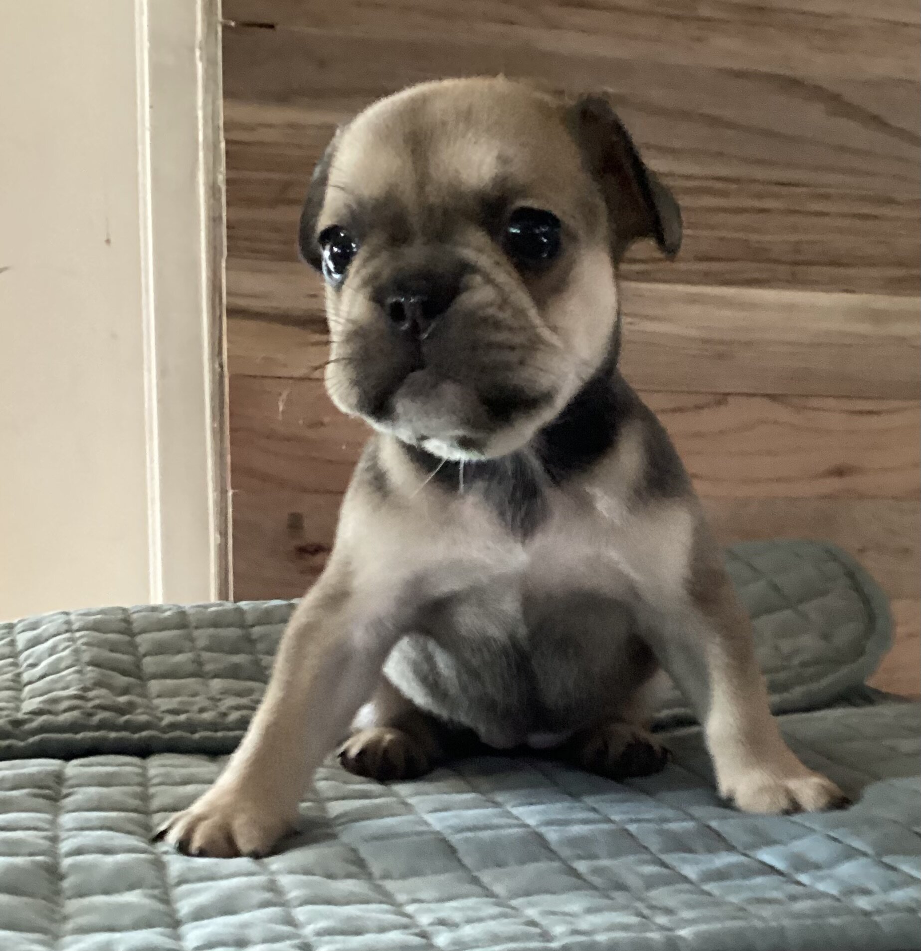 Baby Angel * French Bulldog AKC certified image 1