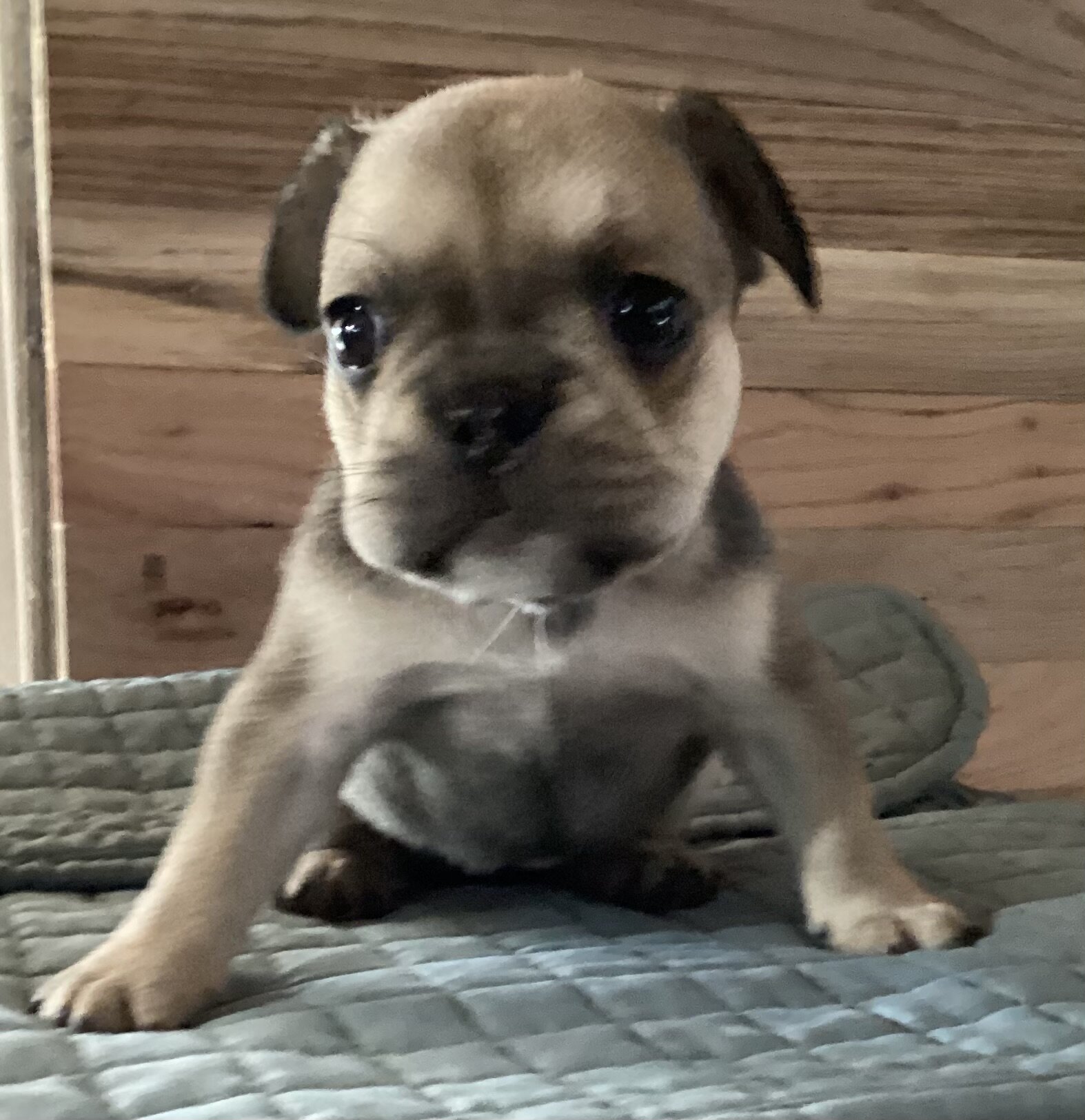 Baby Angel * French Bulldog AKC certified image 2