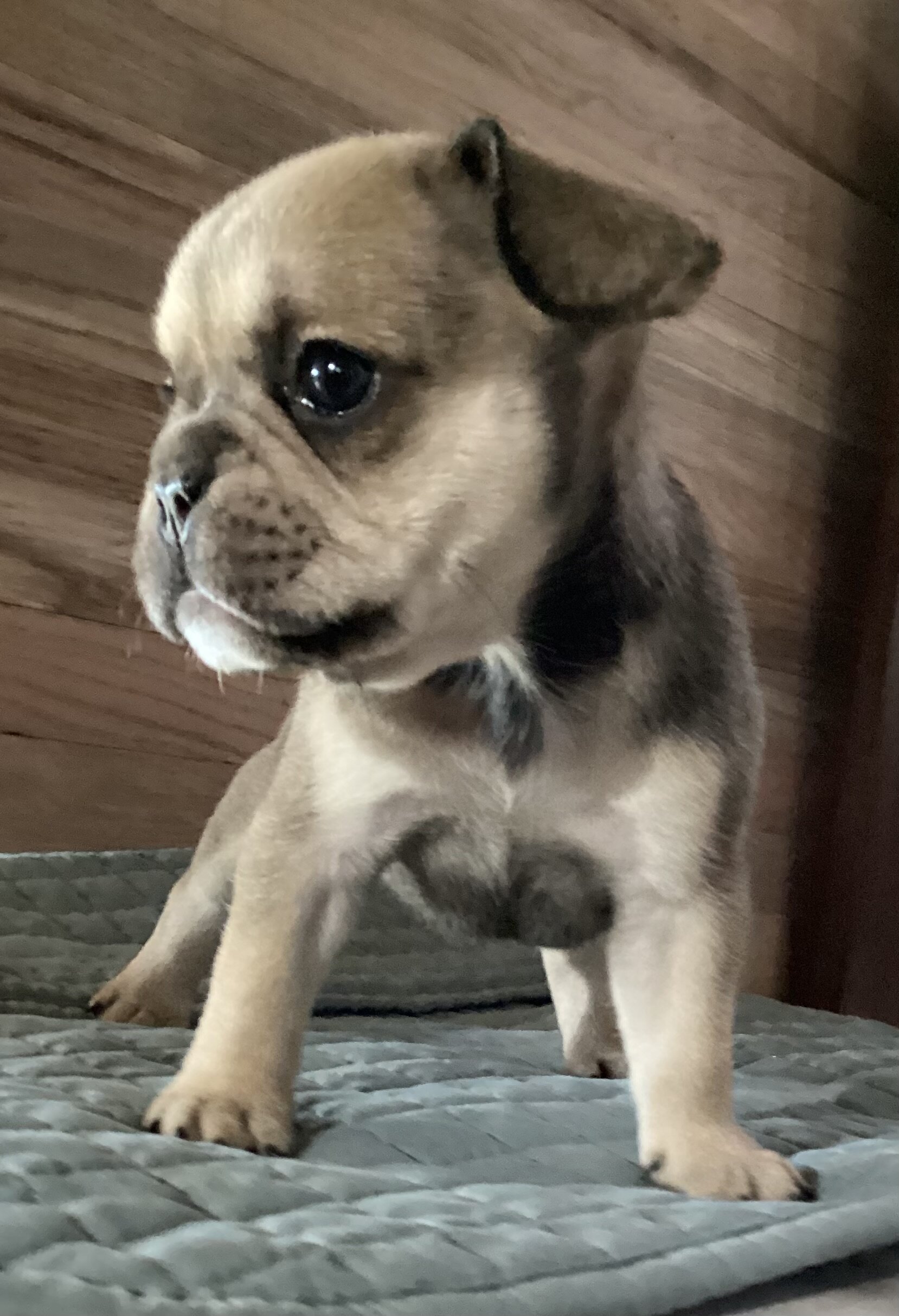 Baby Angel * French Bulldog AKC certified image 3