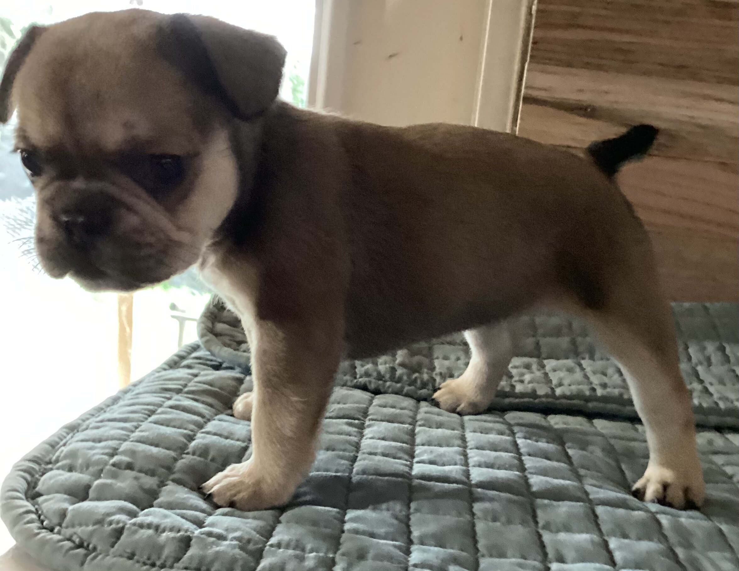 Baby Angel * French Bulldog AKC certified image 4