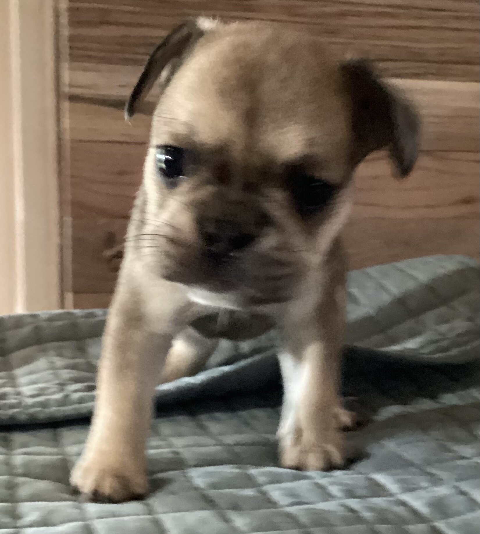 Baby Angel * French Bulldog AKC certified image 7