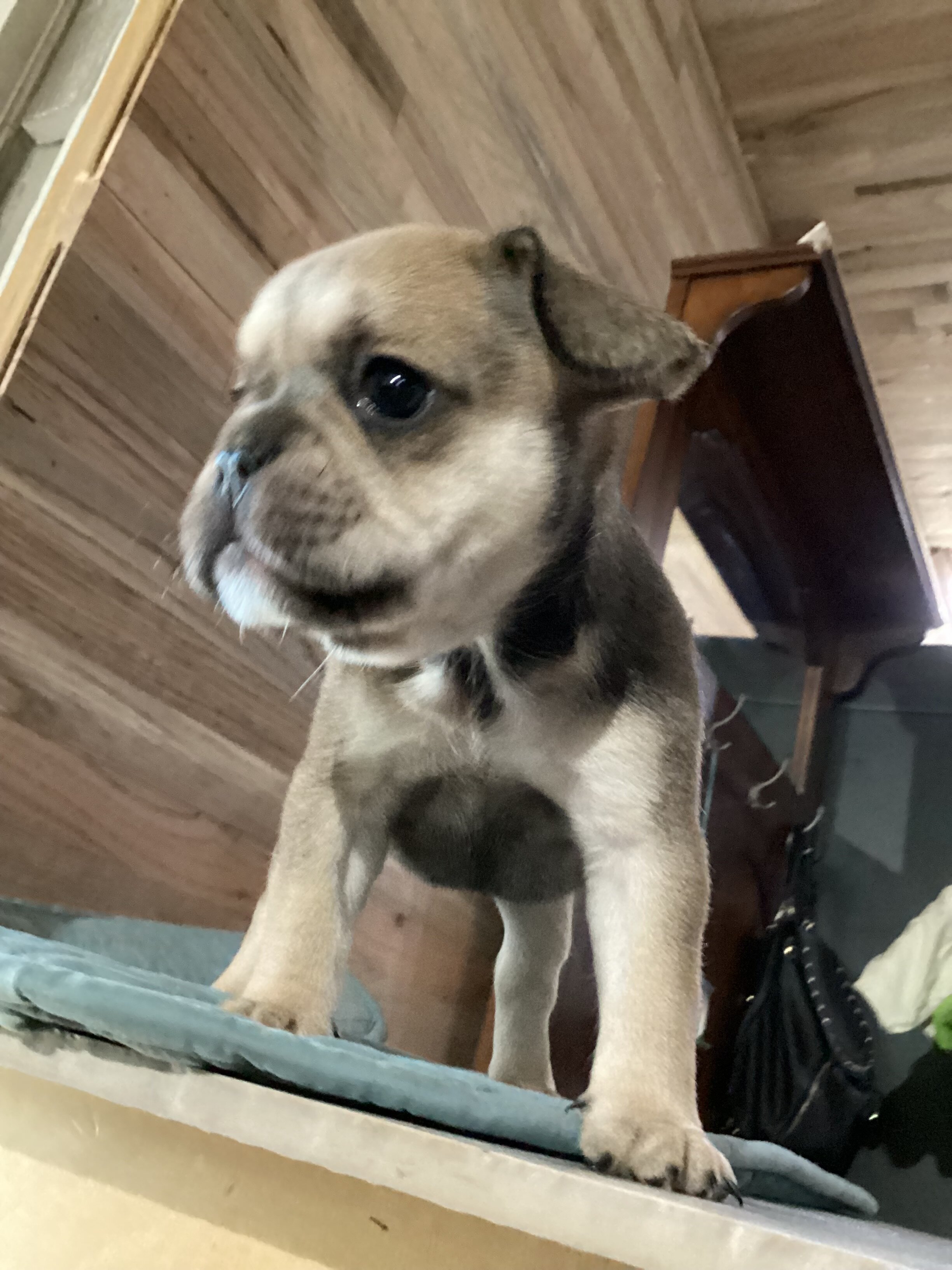 Baby Angel * French Bulldog AKC certified image 6