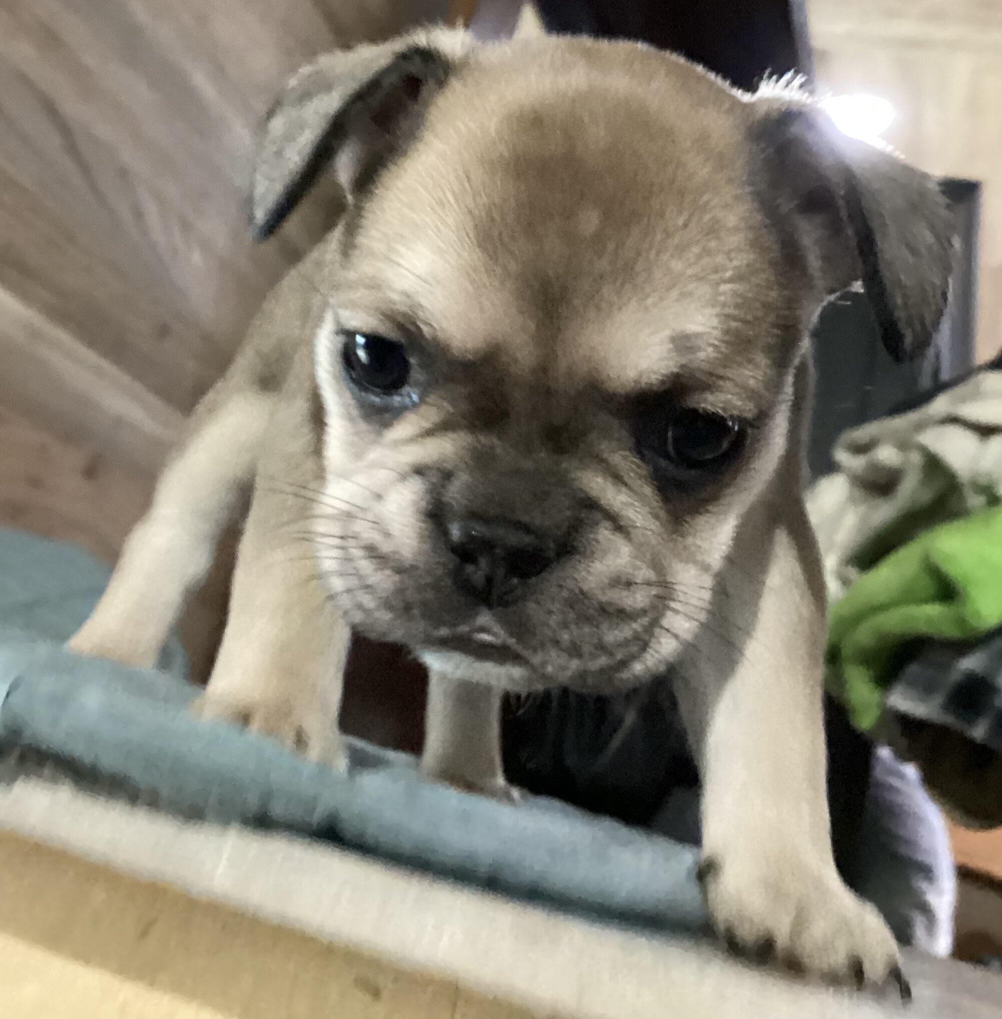 Baby Angel * French Bulldog AKC certified image 5