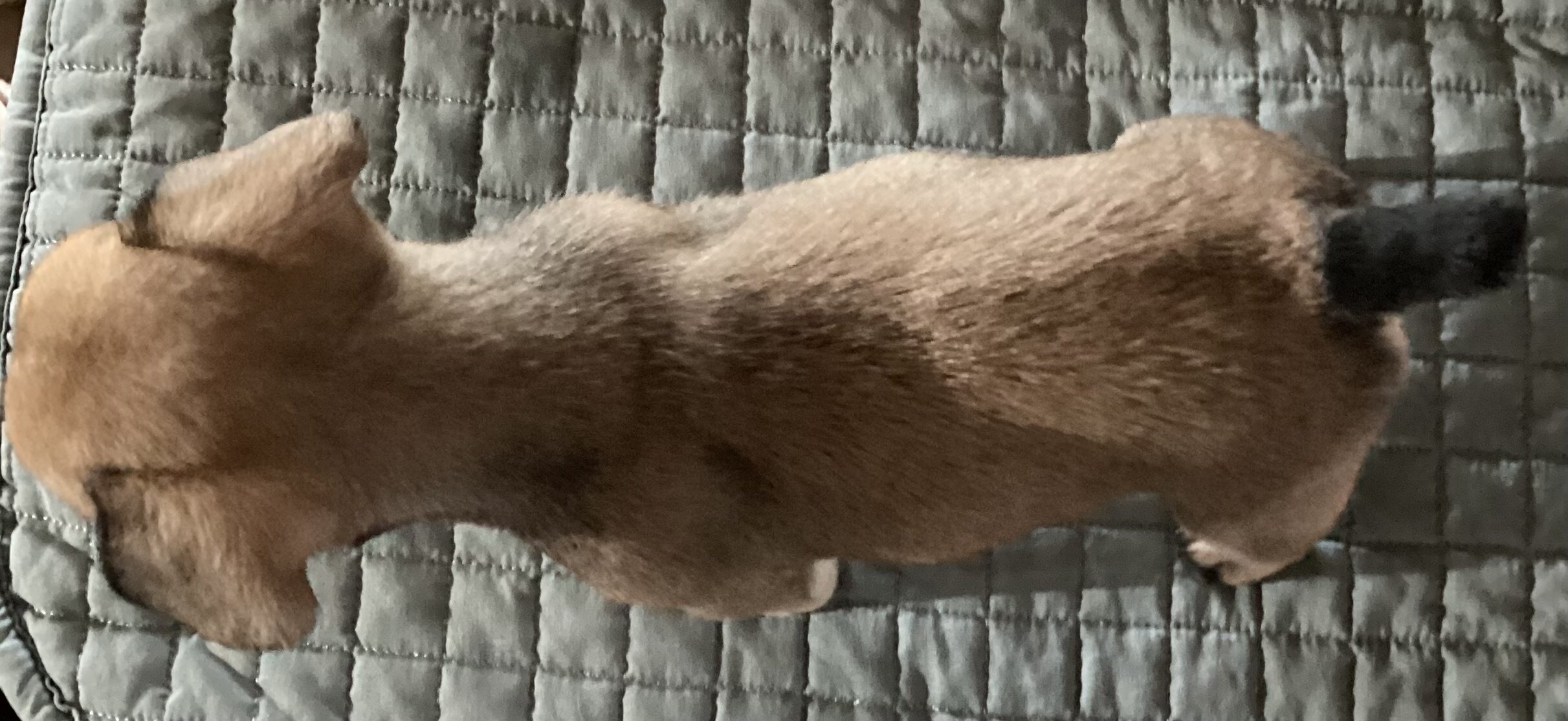 Baby Angel * French Bulldog AKC certified image 9
