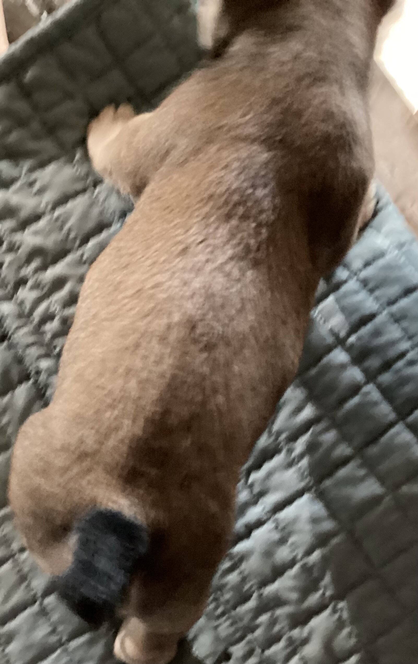 Baby Angel * French Bulldog AKC certified image 8