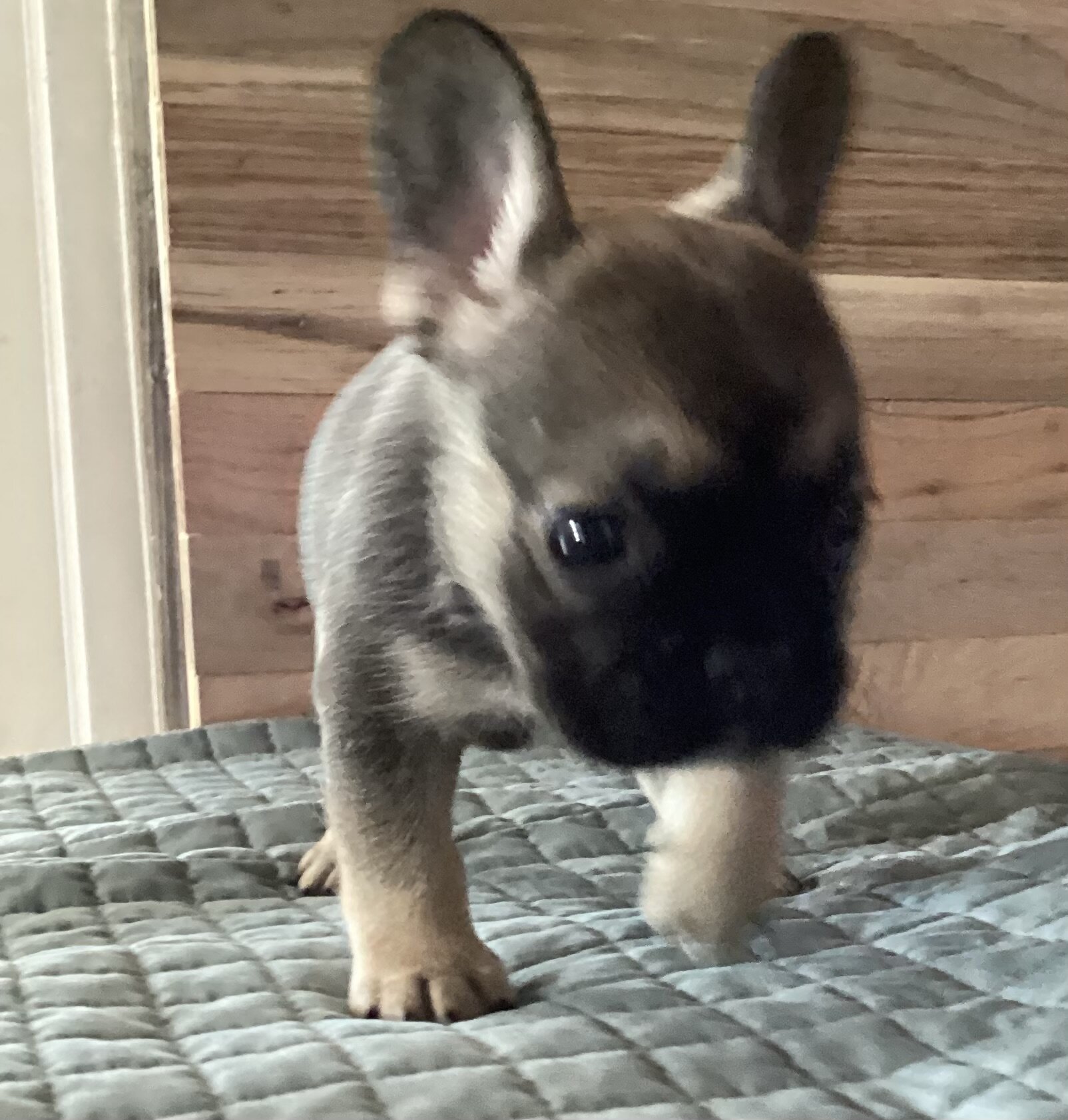 ELSA  = BLUE Fawn with black mask French Bulldog image 5