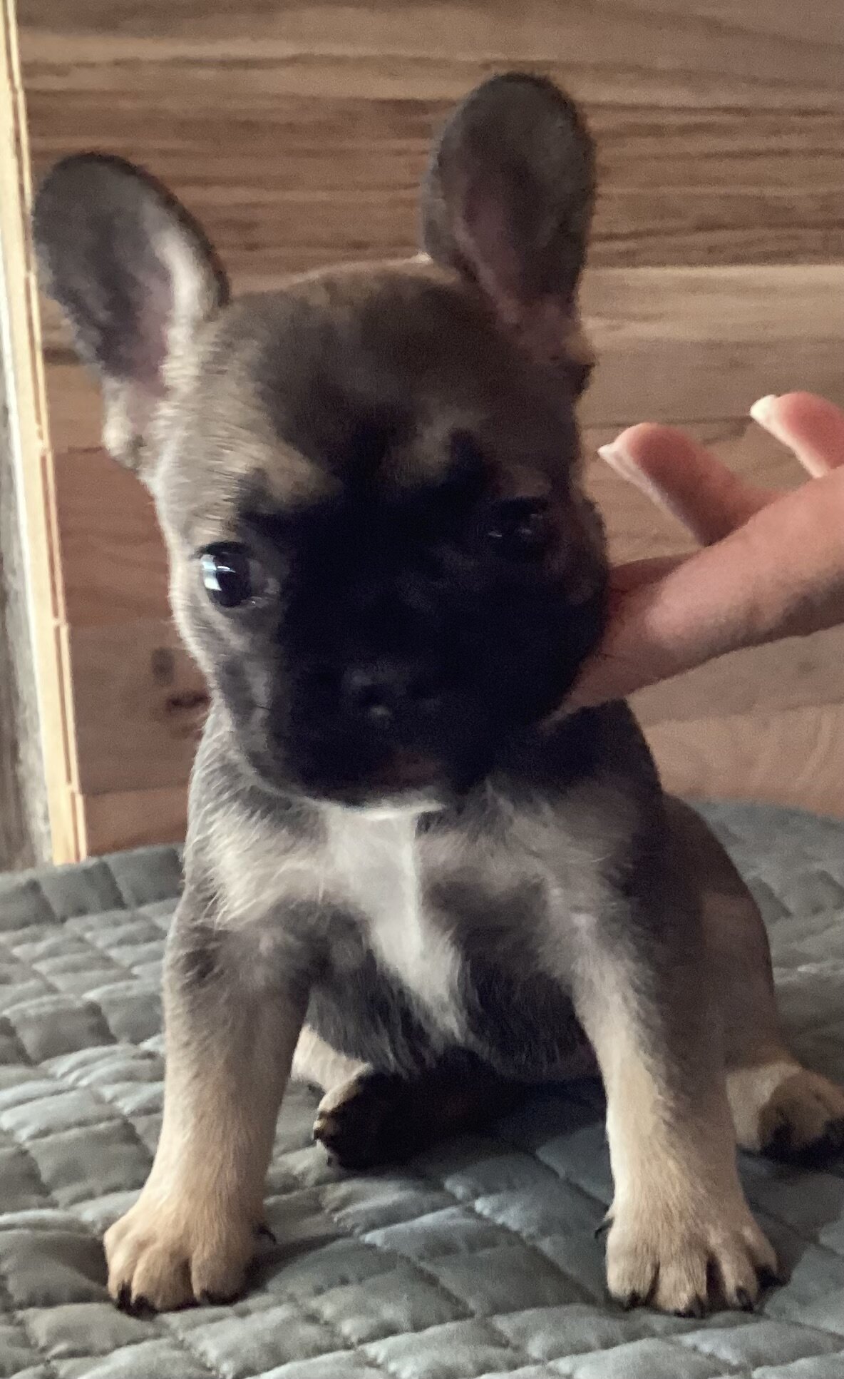 ELSA  = BLUE Fawn with black mask French Bulldog image 1